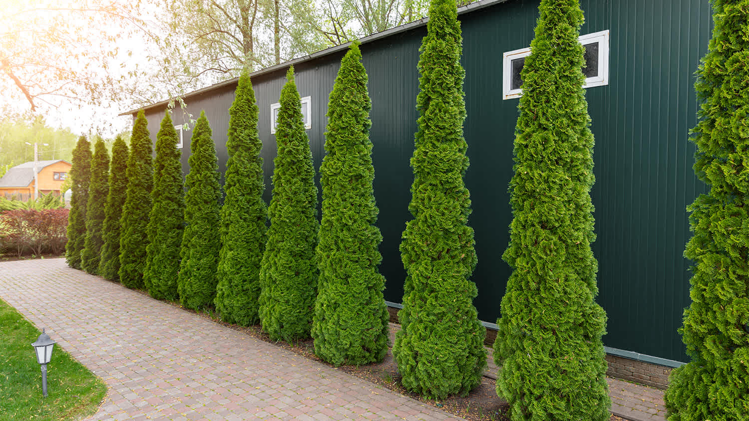 northern white cedar tress lined up by house