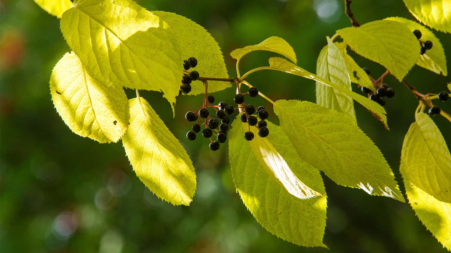 black cherries on hackberry tree