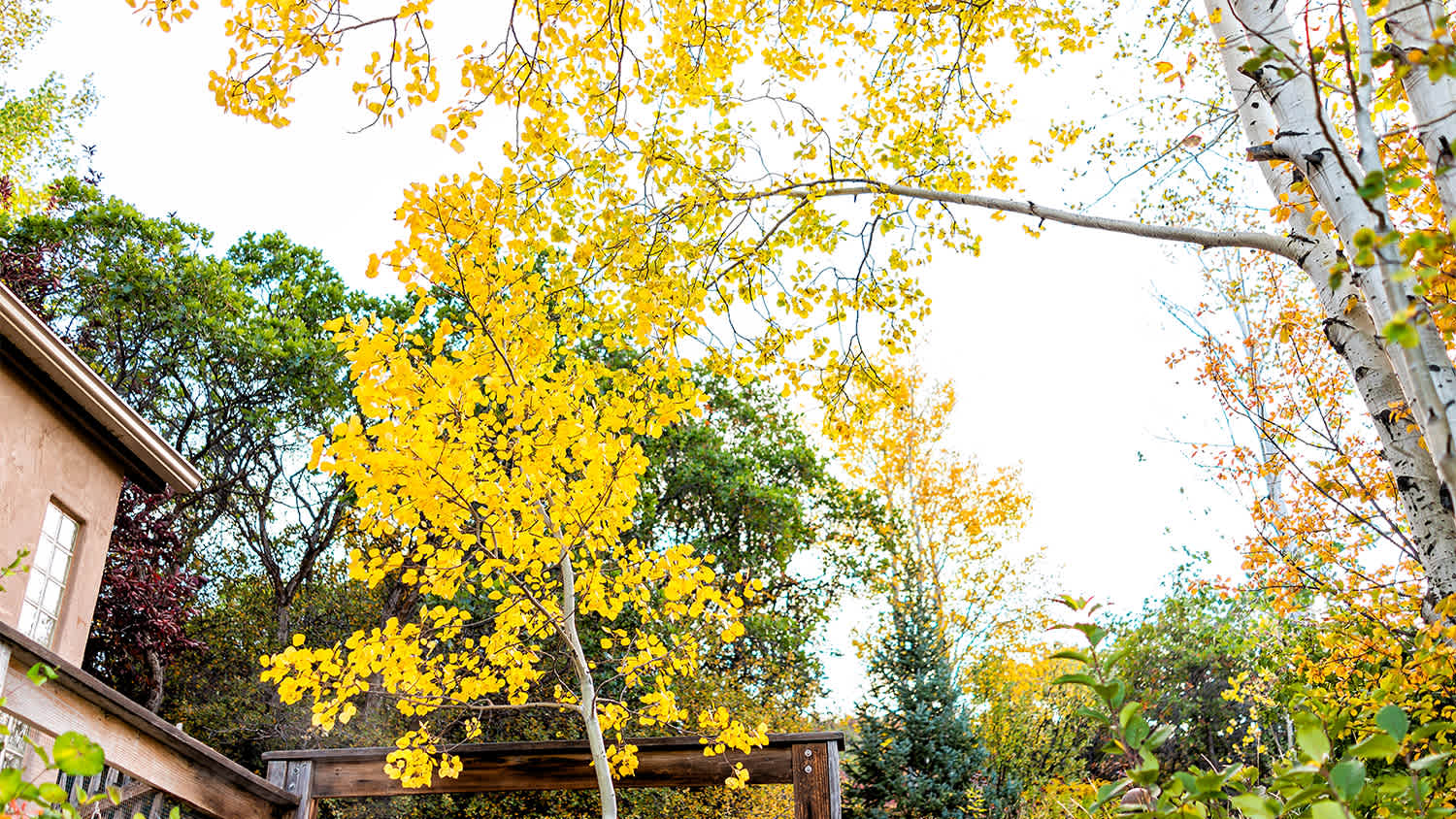 quaking aspen tree by house