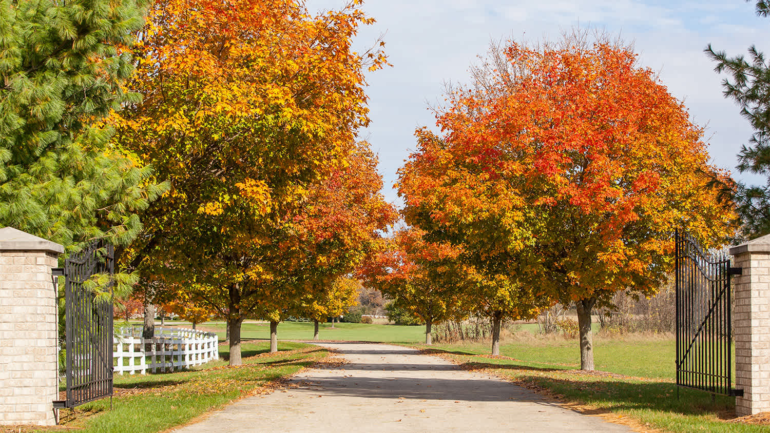 orange and red sugar maple trees down the road