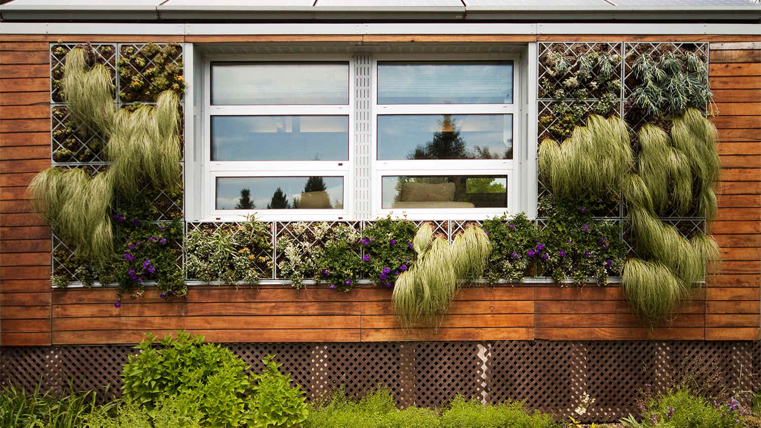 vertical garden on the walls of a house