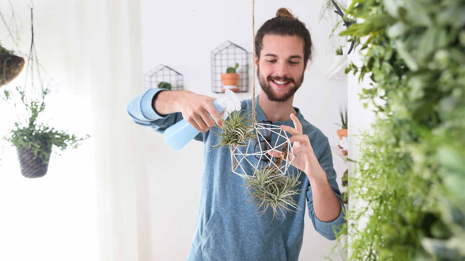 man watering air plants at home
