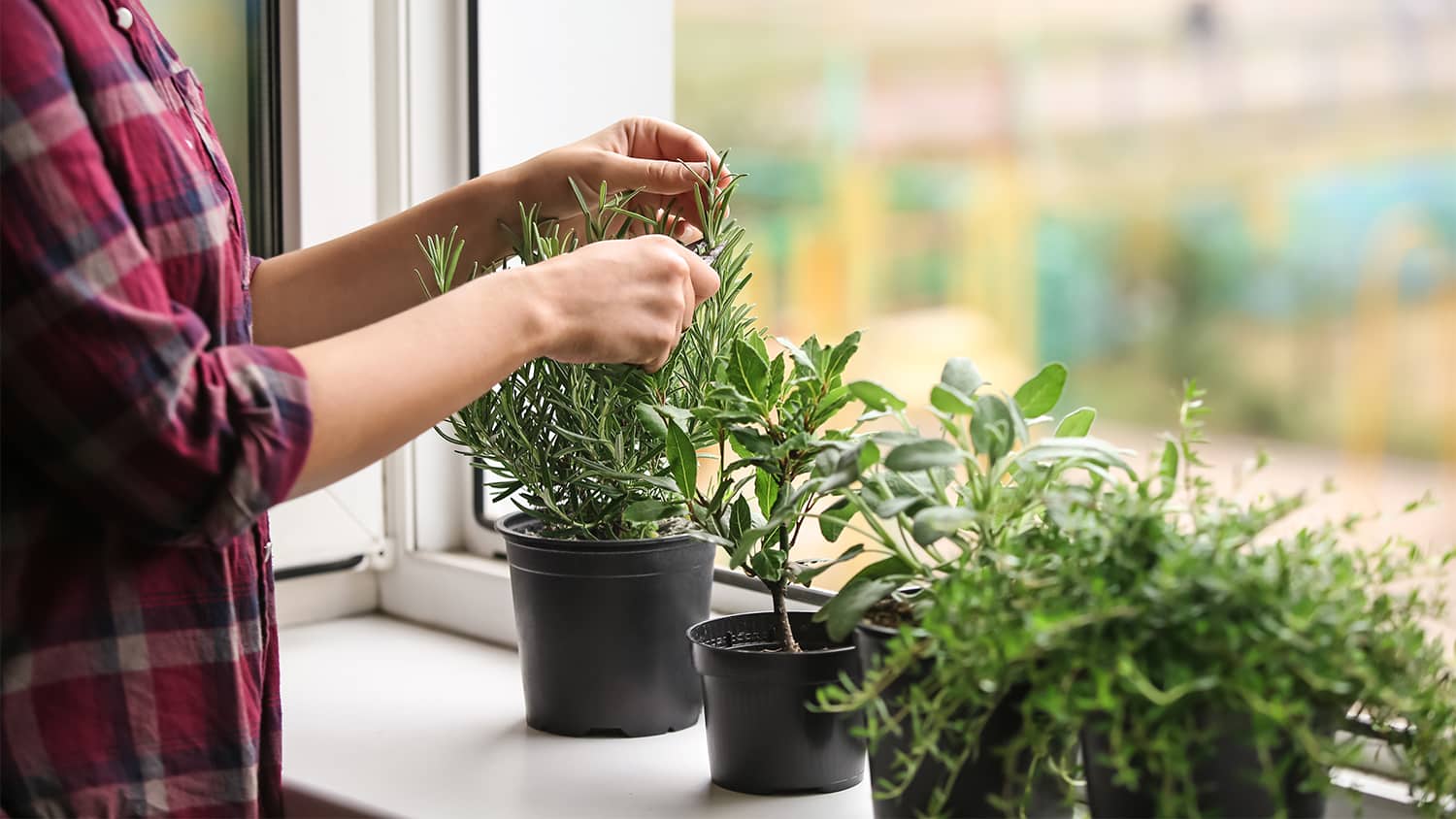 A woman adjusting plants on a windowsill
