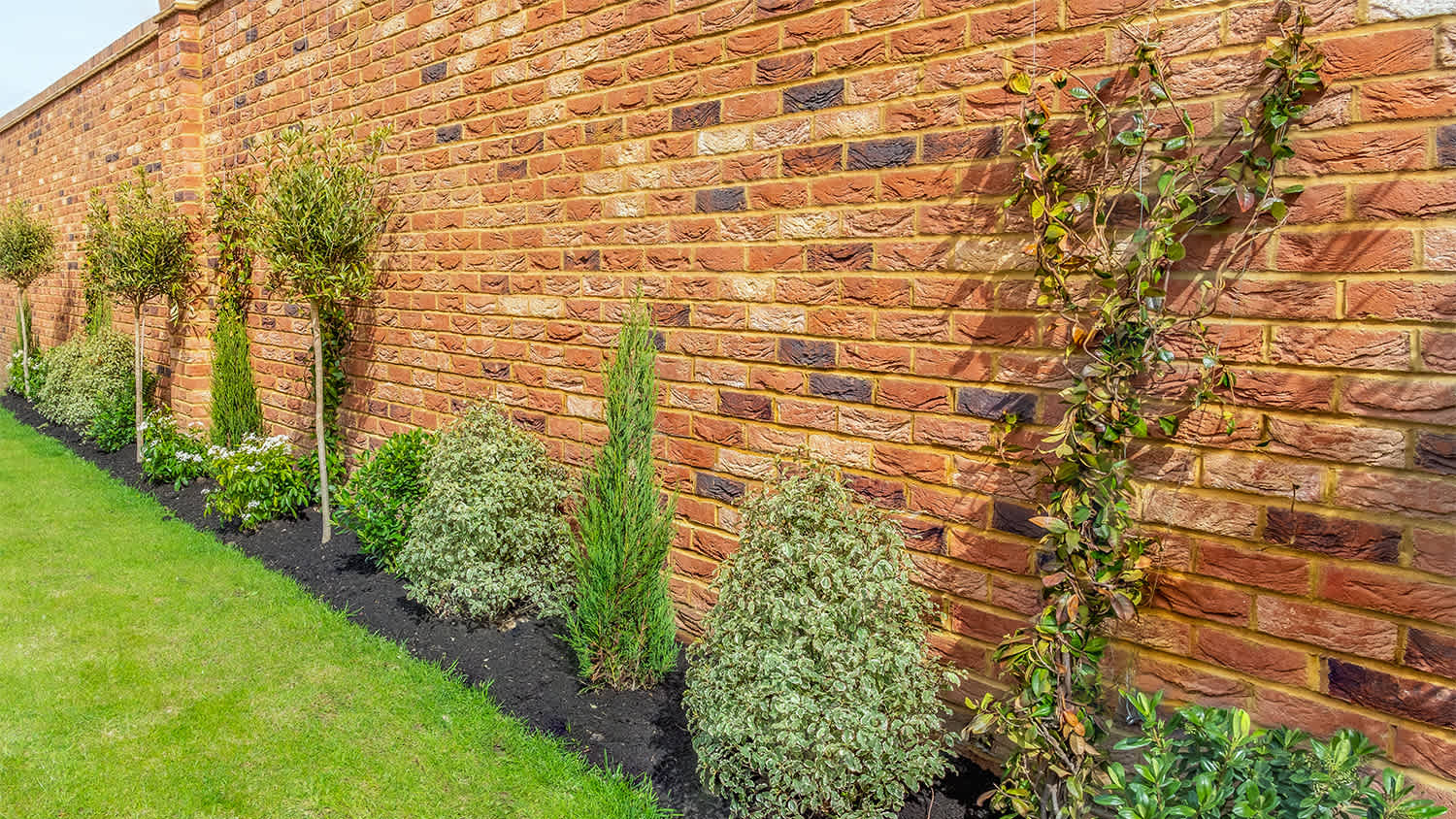 backyard with shrubs and dwarf plants
