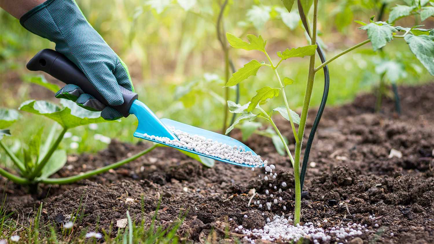 person using fertilizer for garden