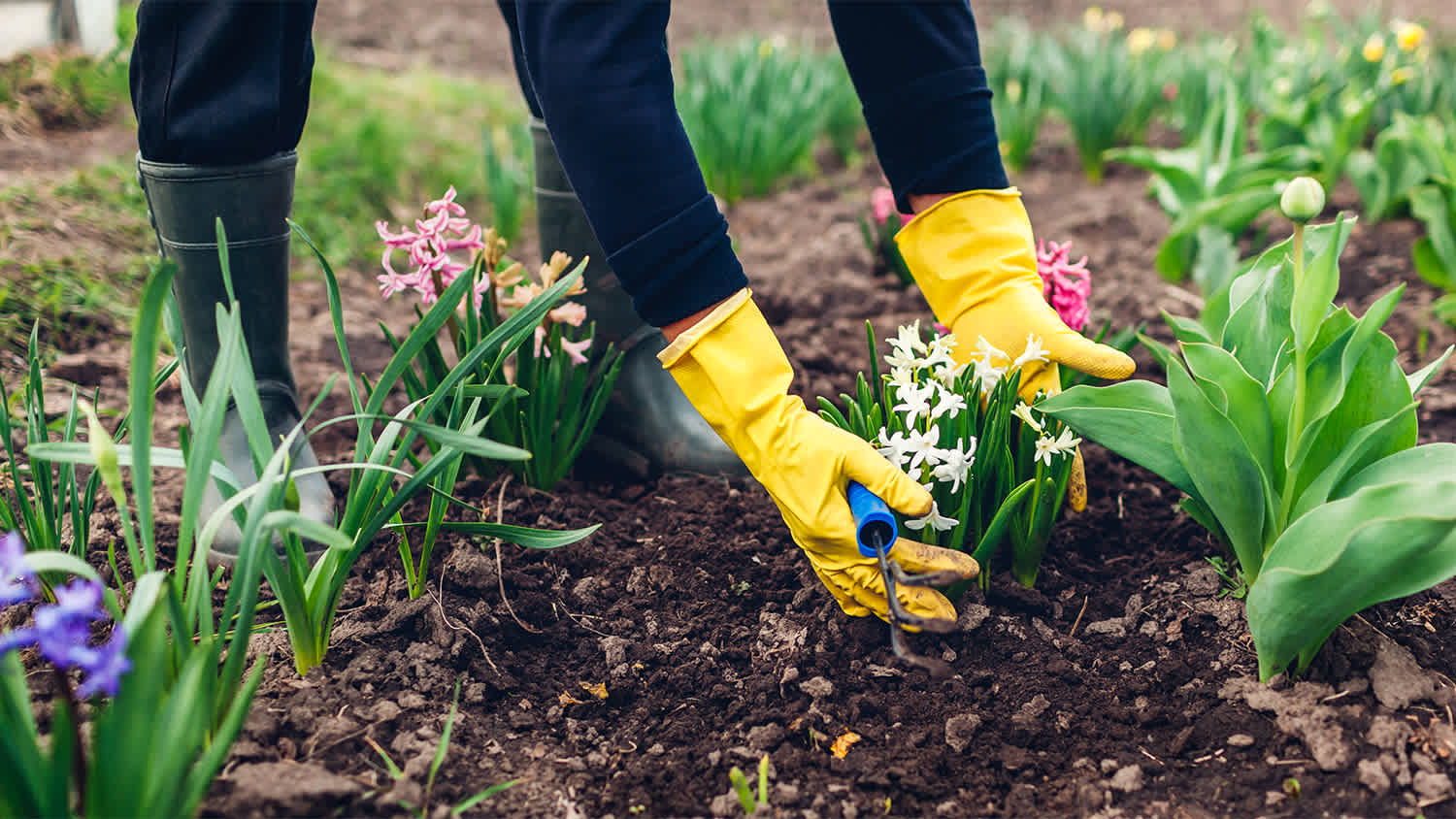 Woman planting flowers in garden bed