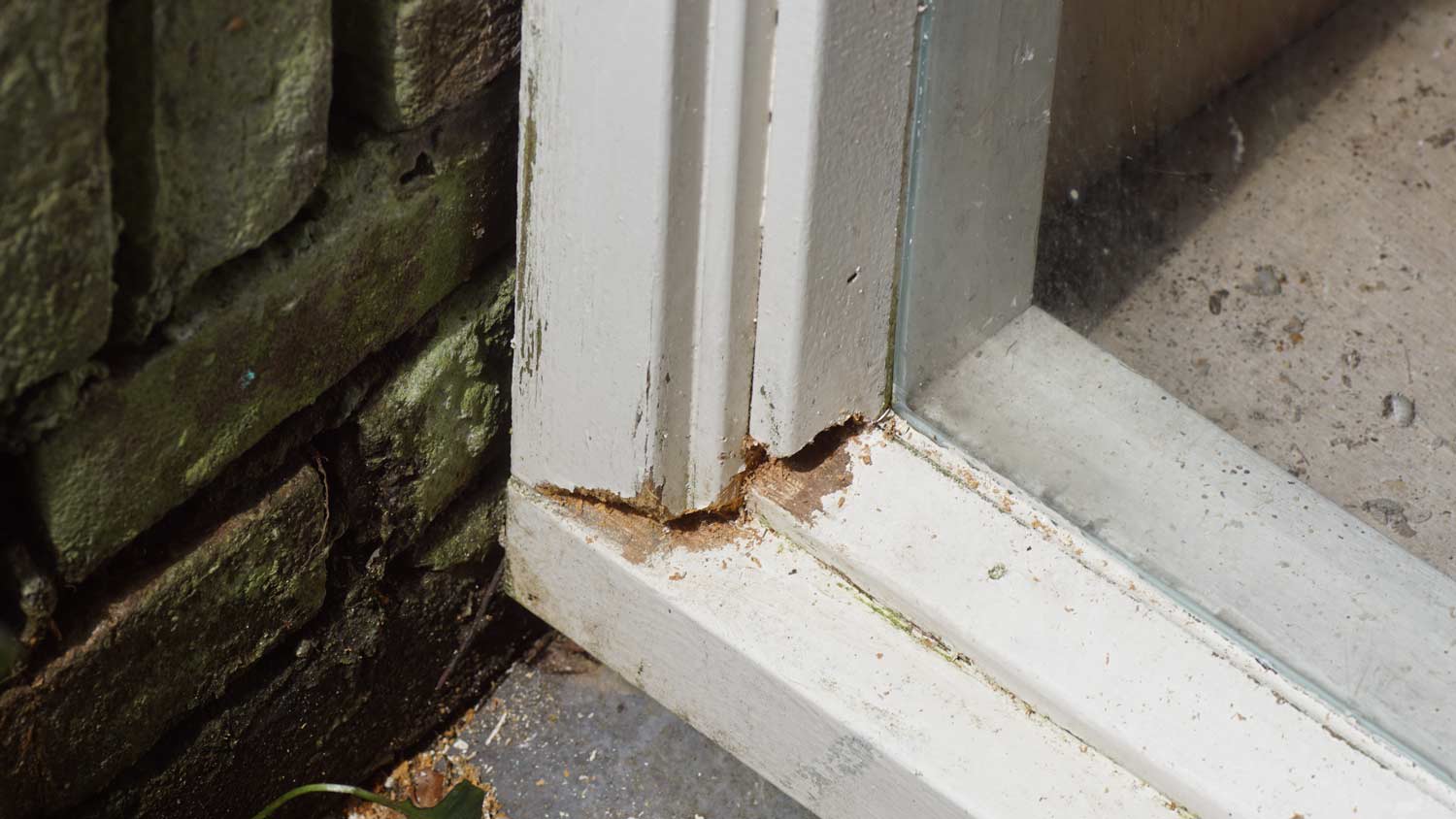 close up of wood rot basement corner