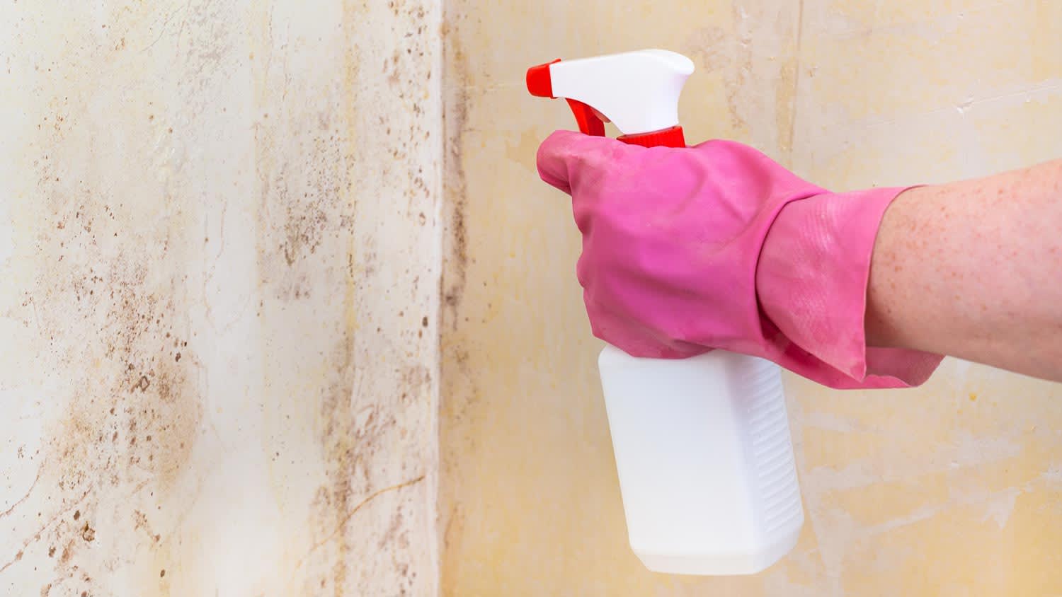 chemical spray on mold