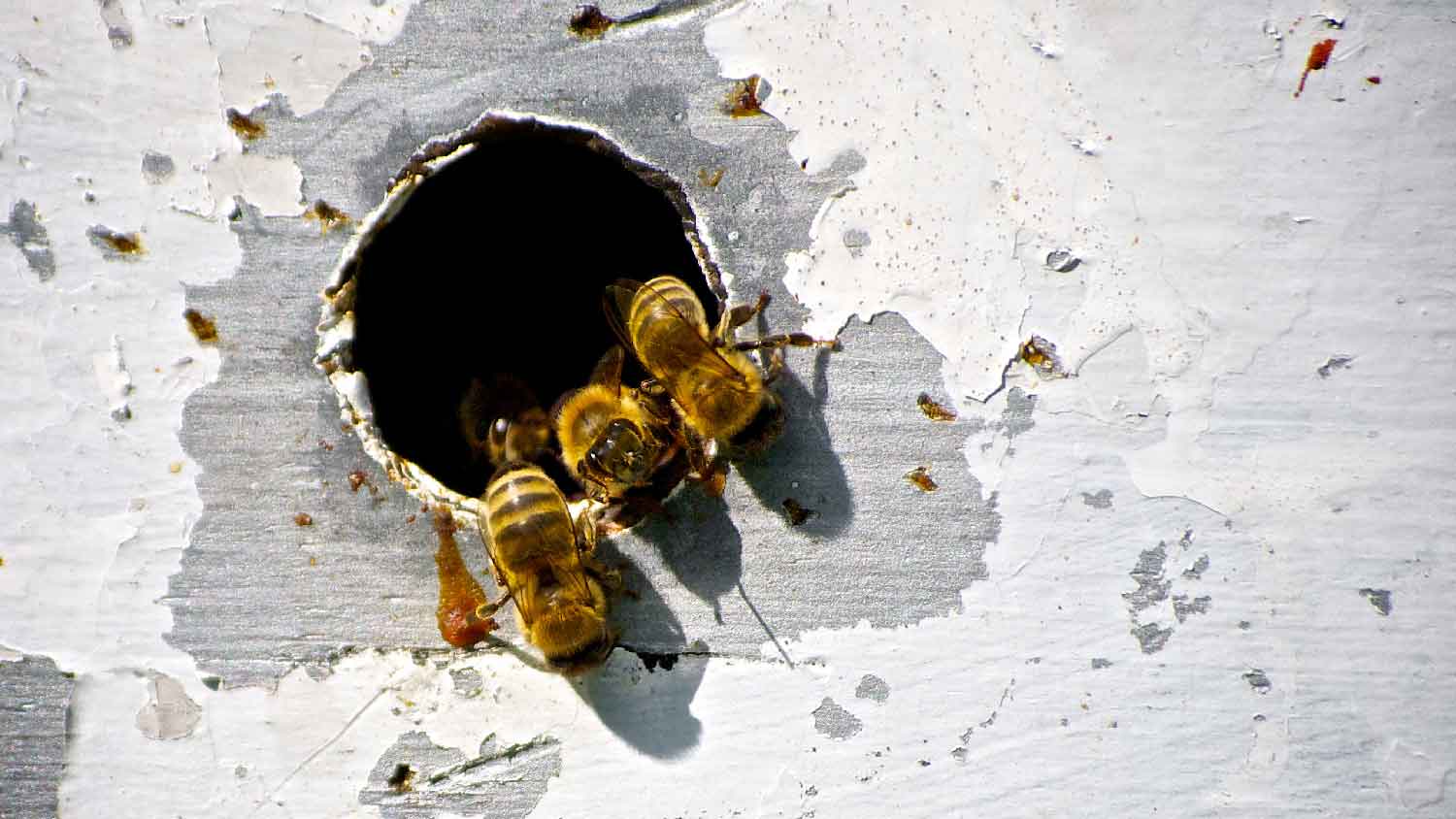 A bees nest in a wall cavity
