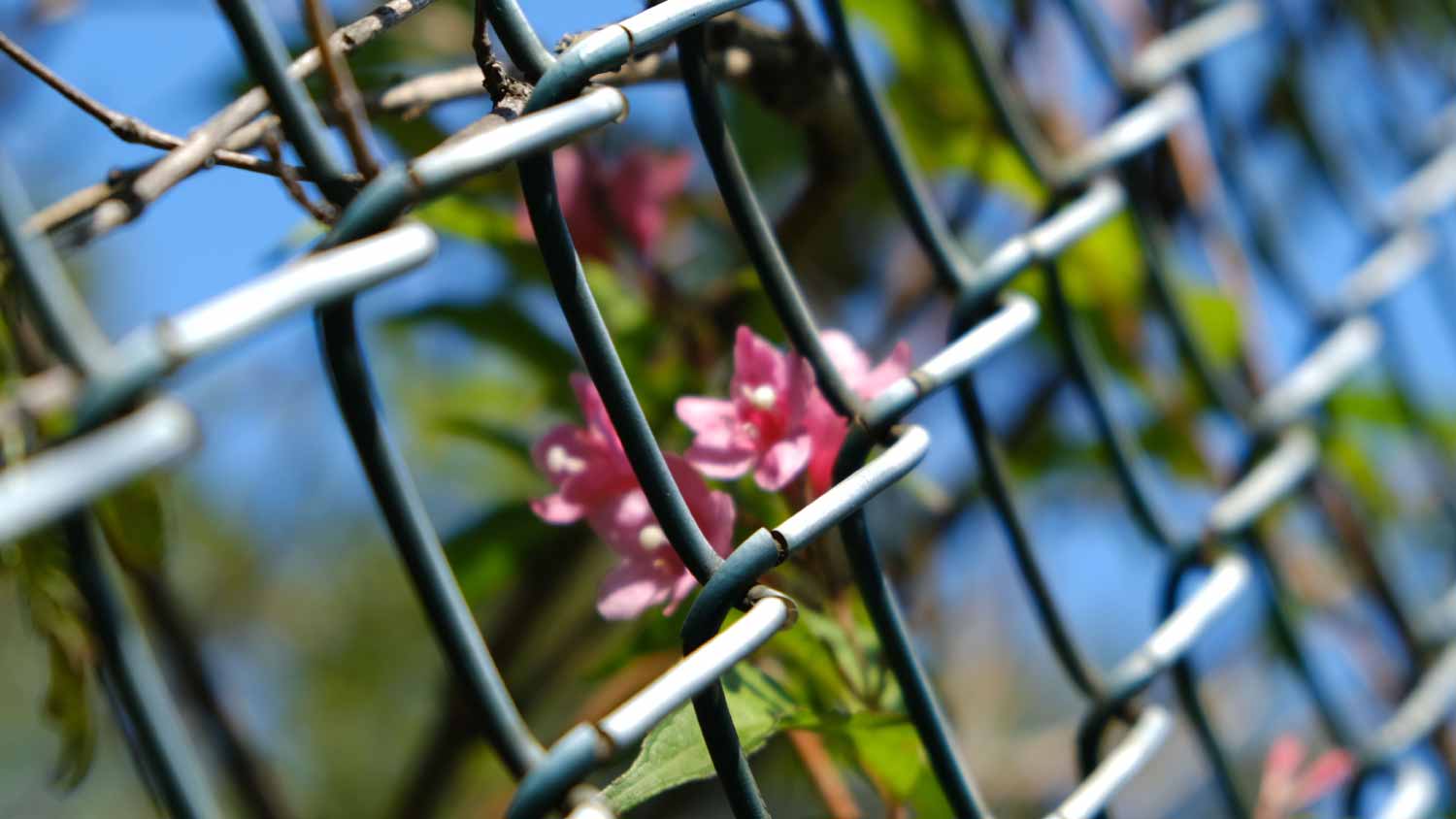 Pink flowers and chain-link fence