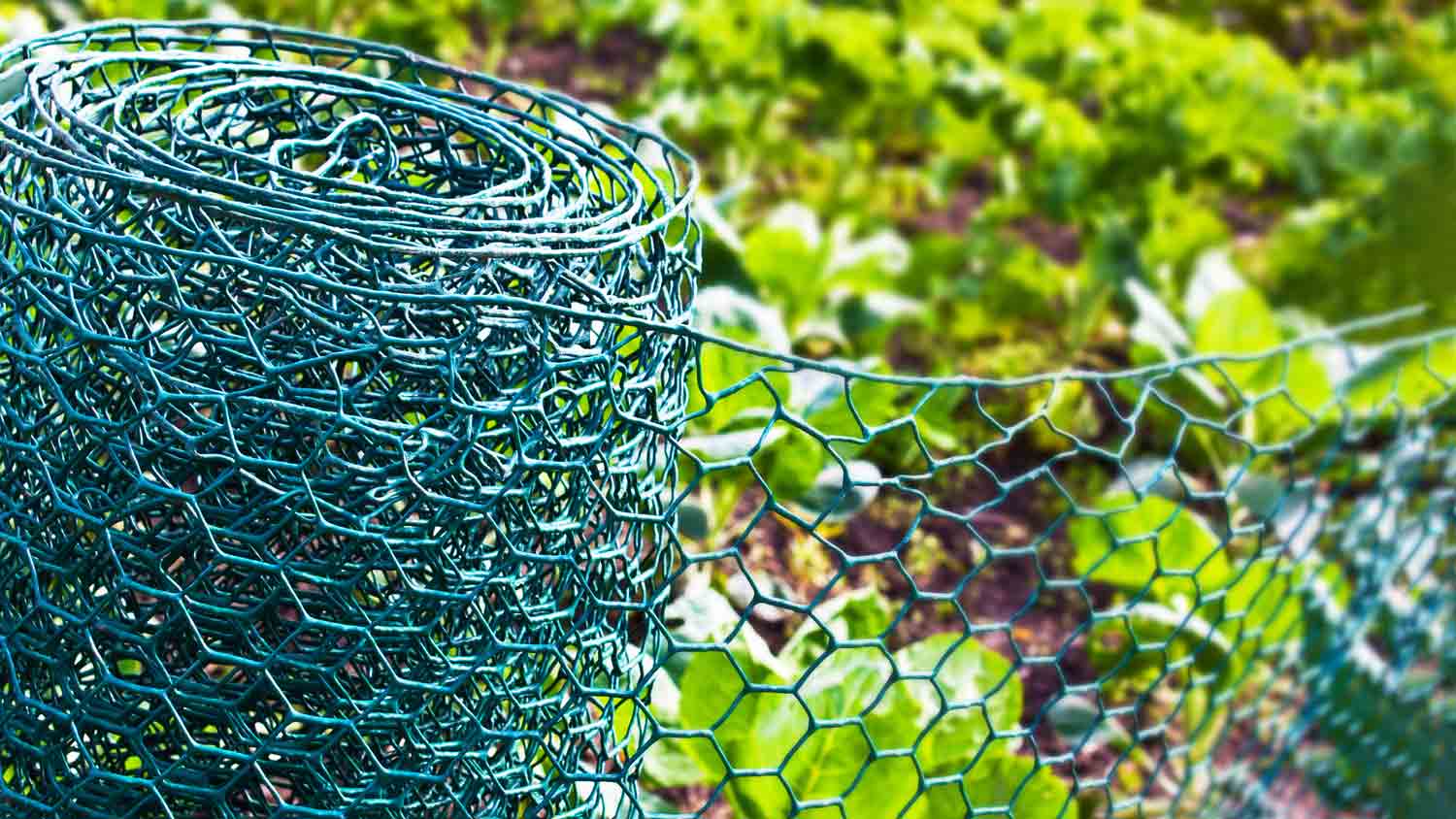 rolling out wire fence