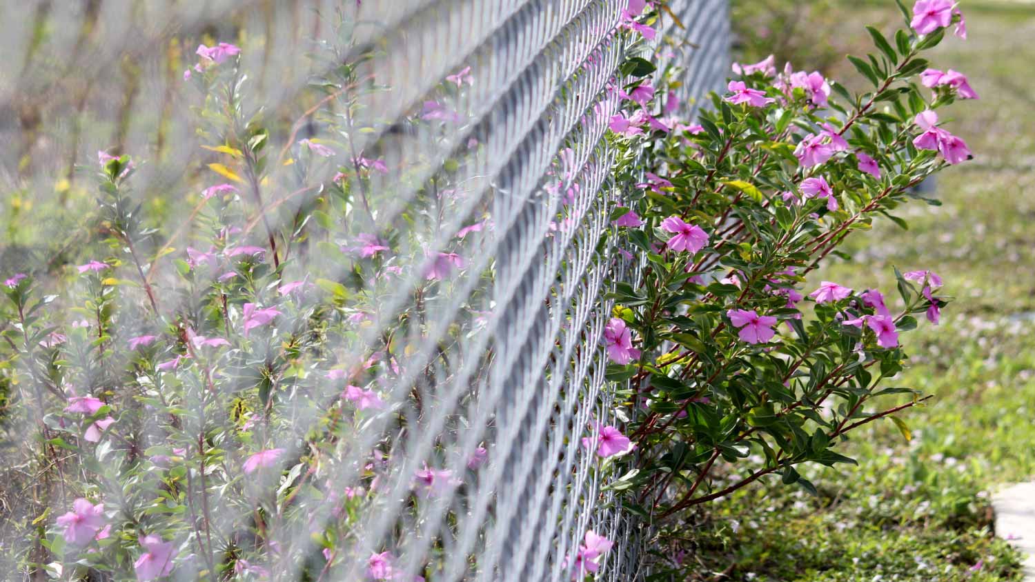 Chain link fence with plants growing