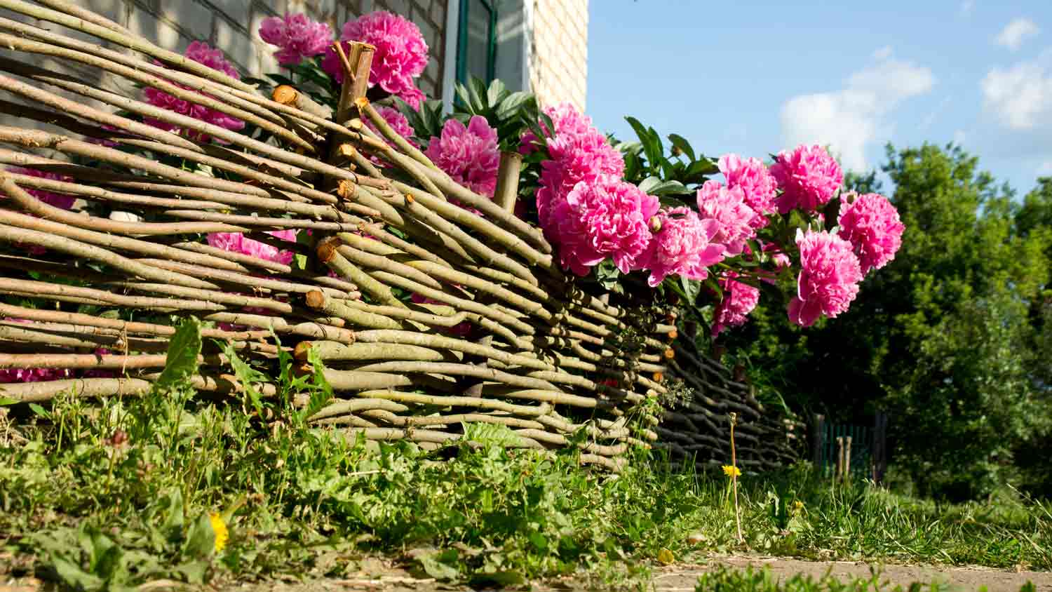 flowers sticking out of wattle fence