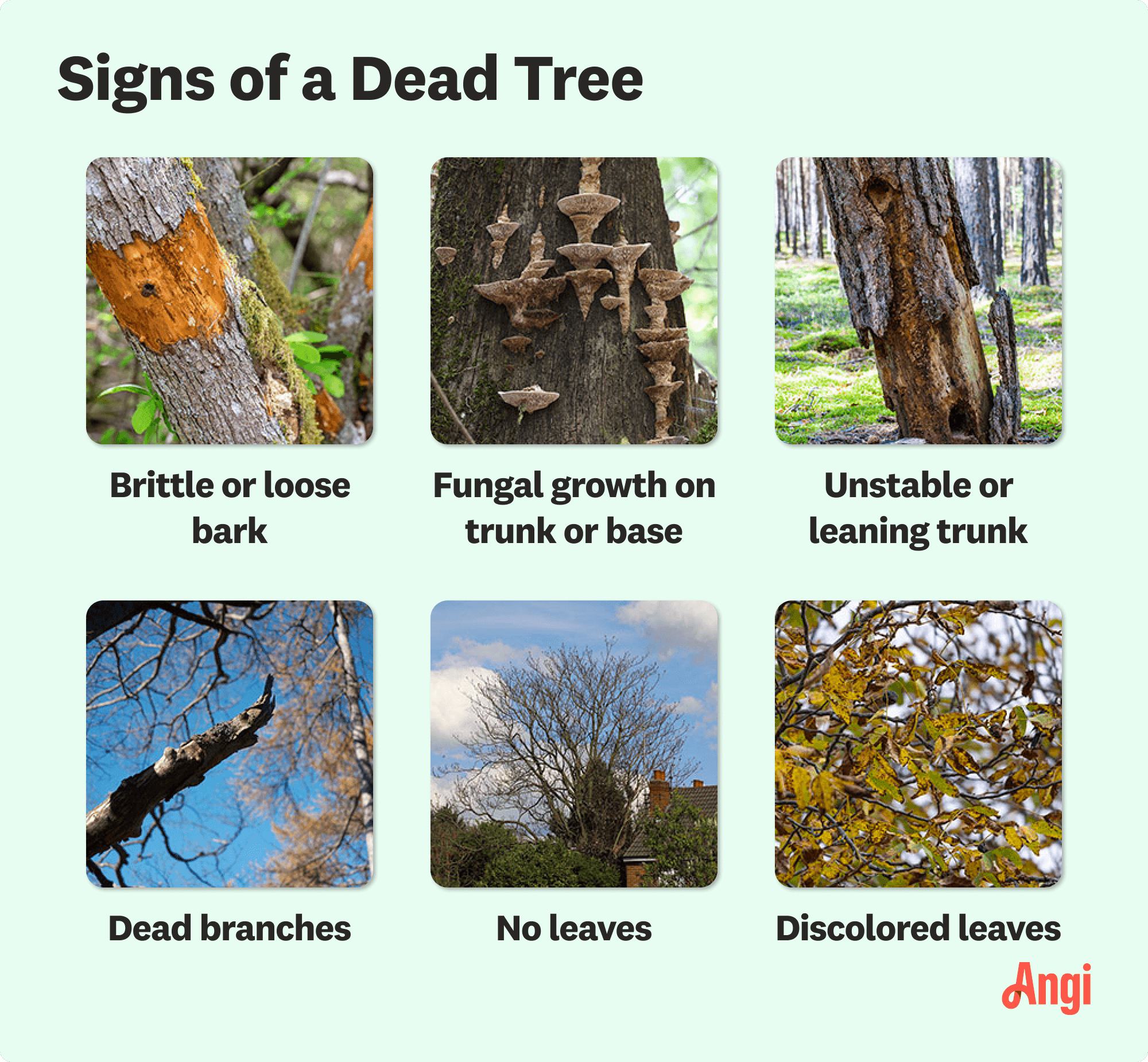 6 dead tree signs, including brittle or loose bark, no leaves , and fungus