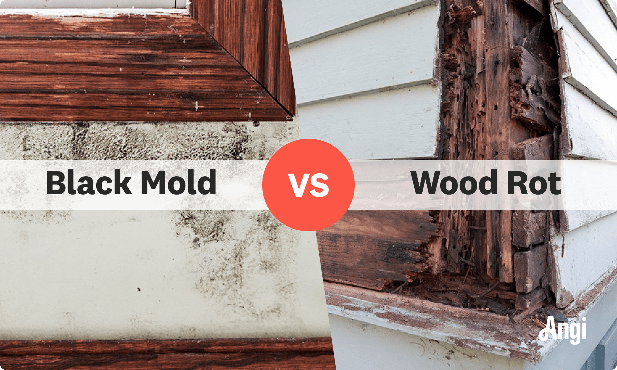 Black mold versus wood rot visual comparison