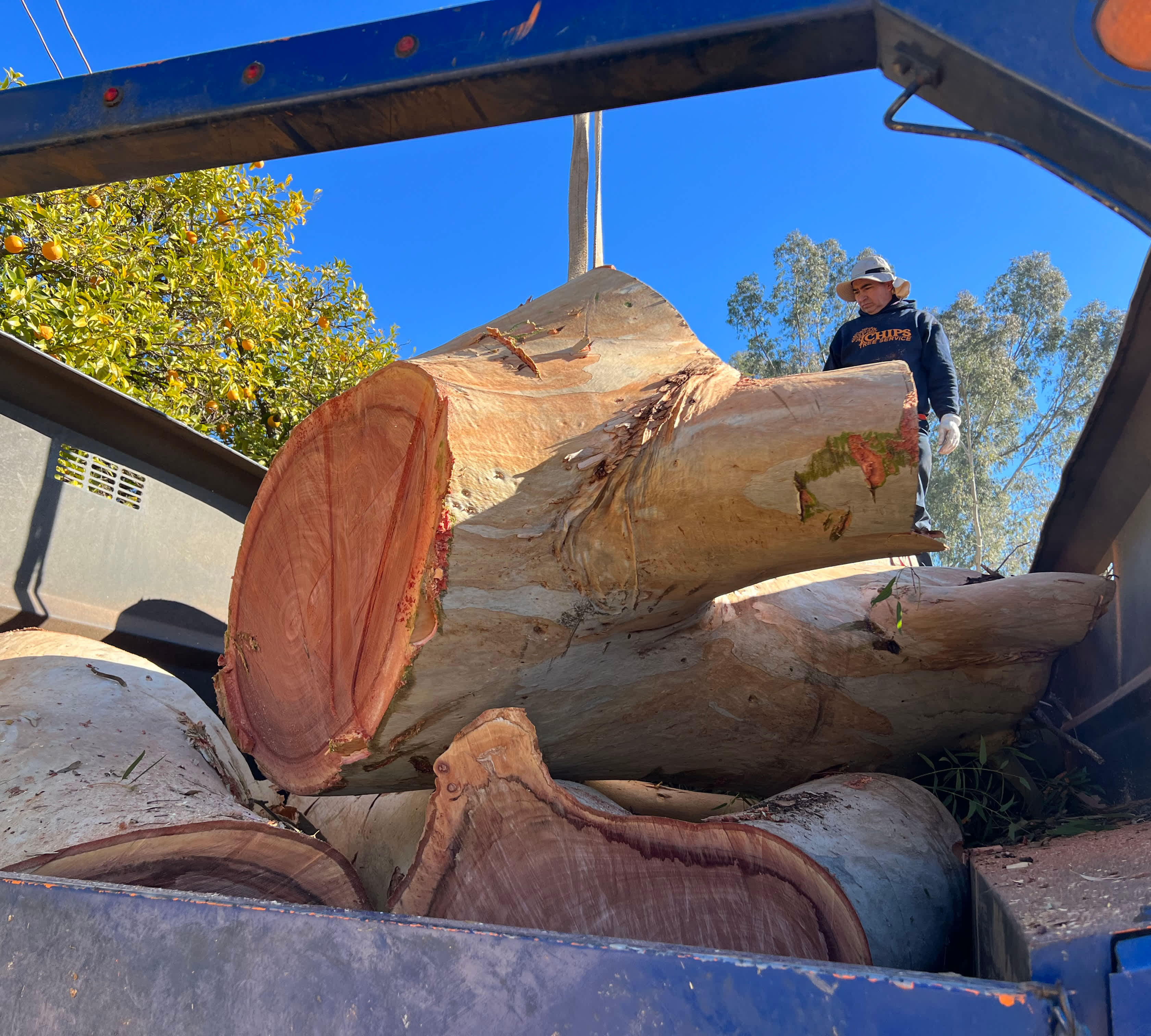 Big tree trunk