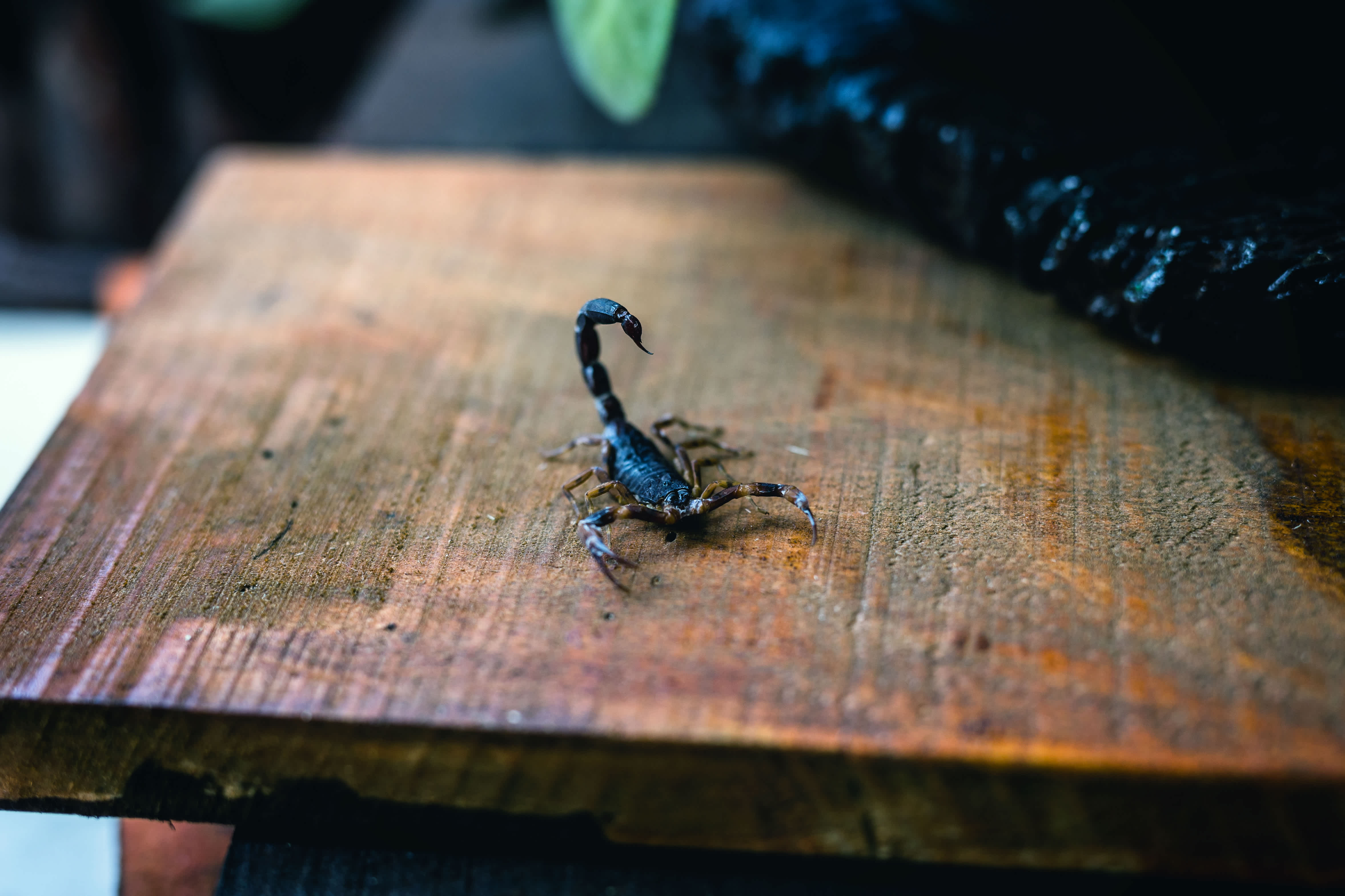 A scorpion on a wooden table next to a plant