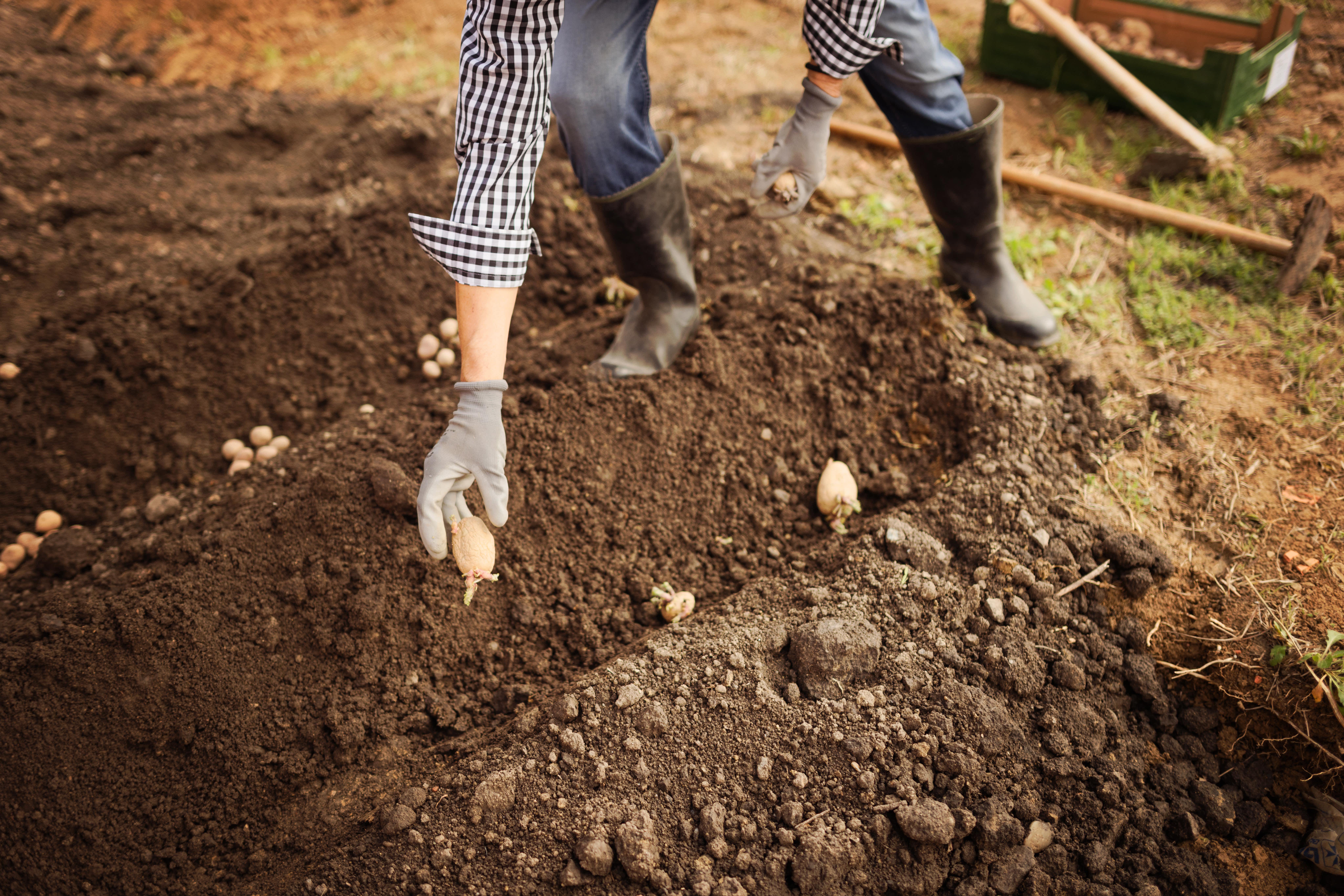 A man planting potatoes in a vegetable garden