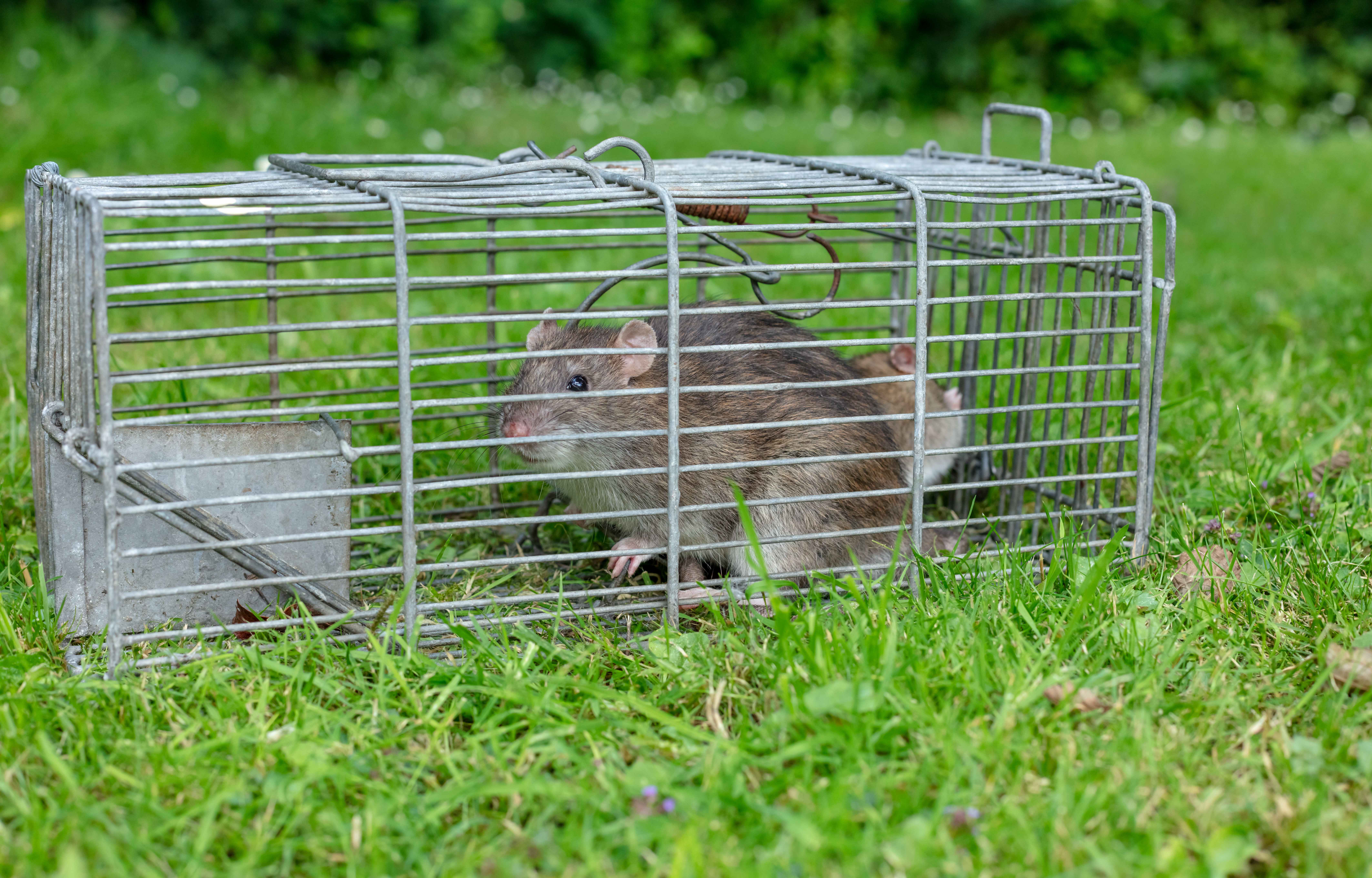 A rat trapped in a cage set in the yard