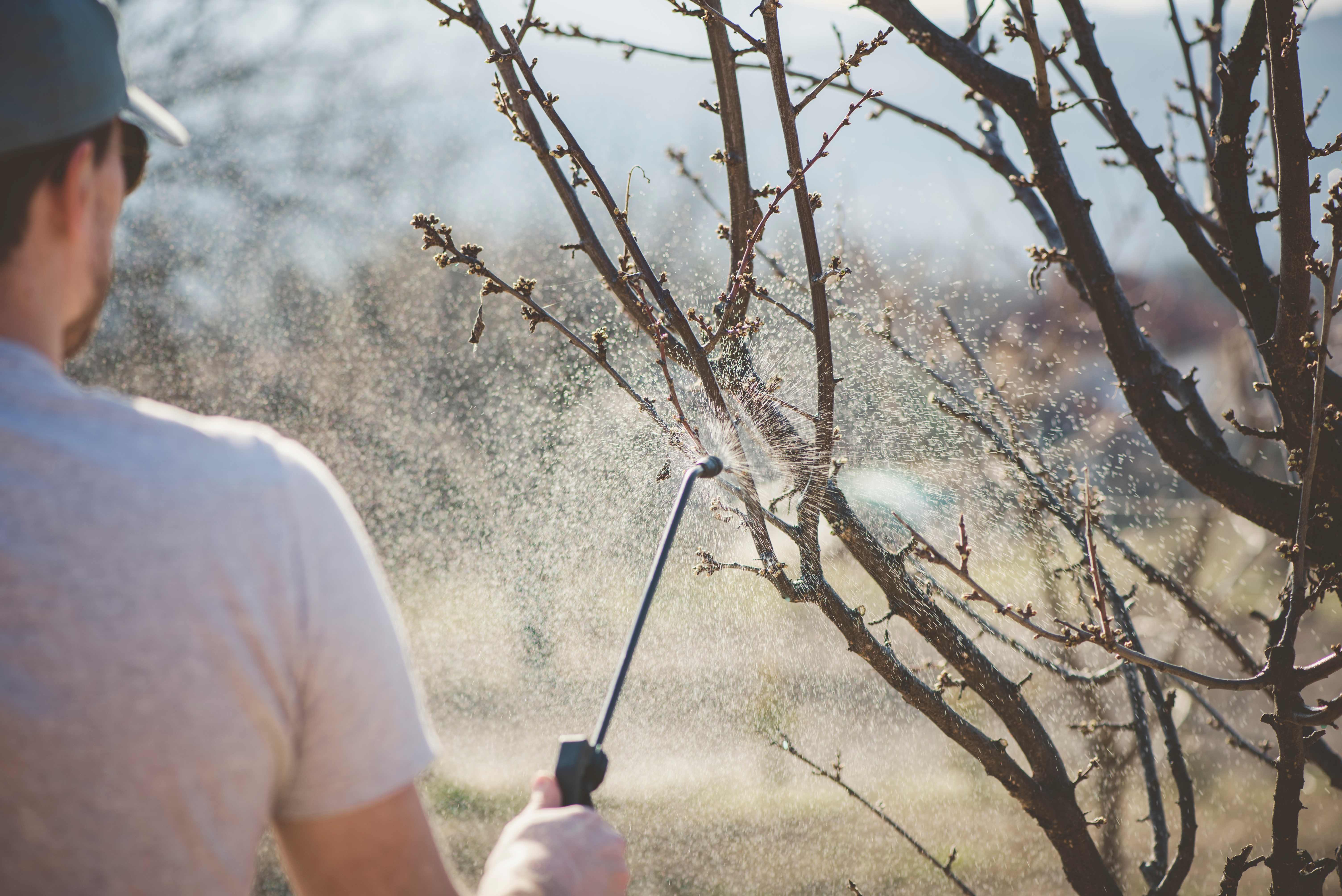 A man protecting plants from earwigs