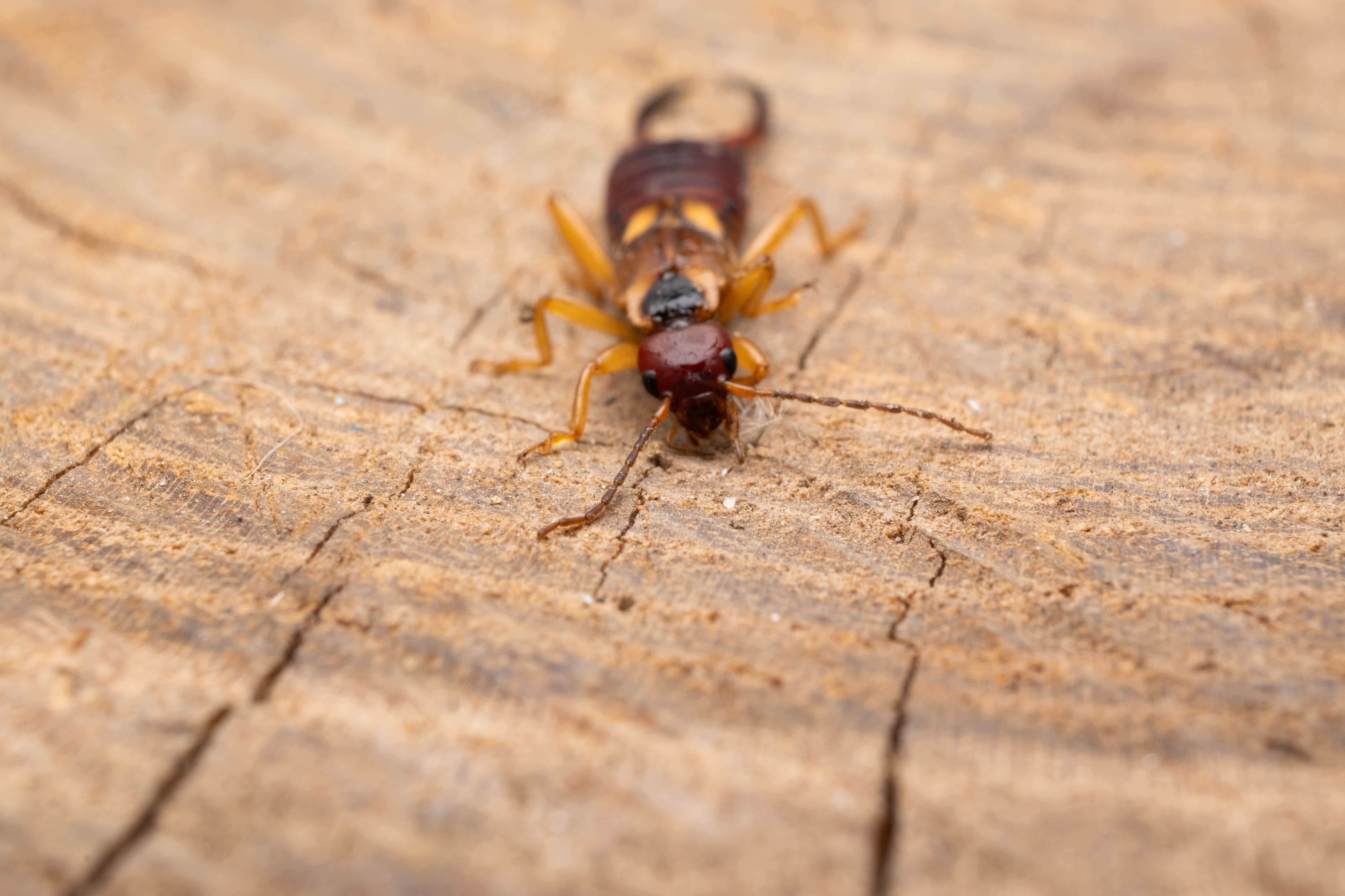 Close-up of an earwig on a wooden surface