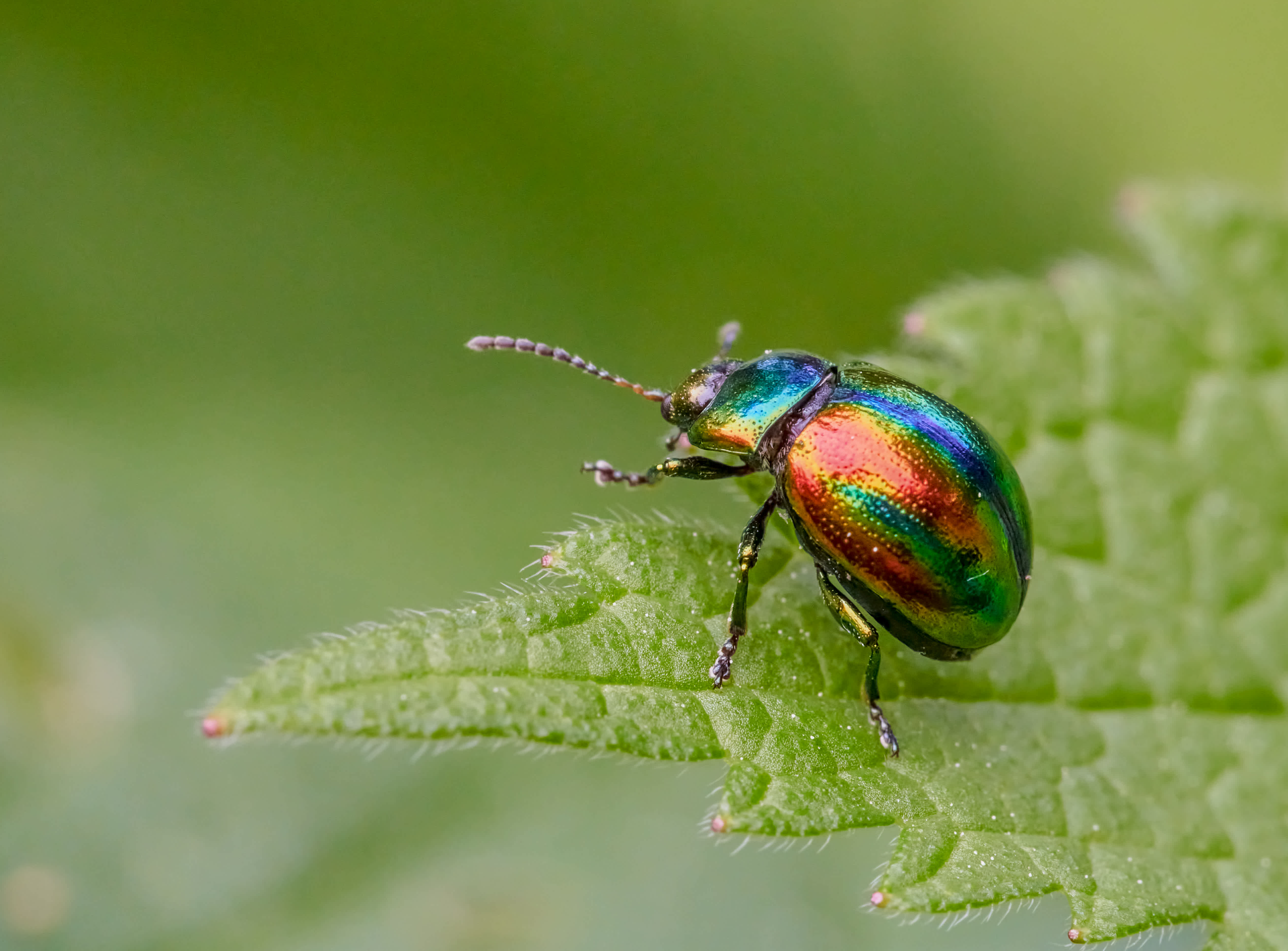 An iridescent beetle perched on a plant