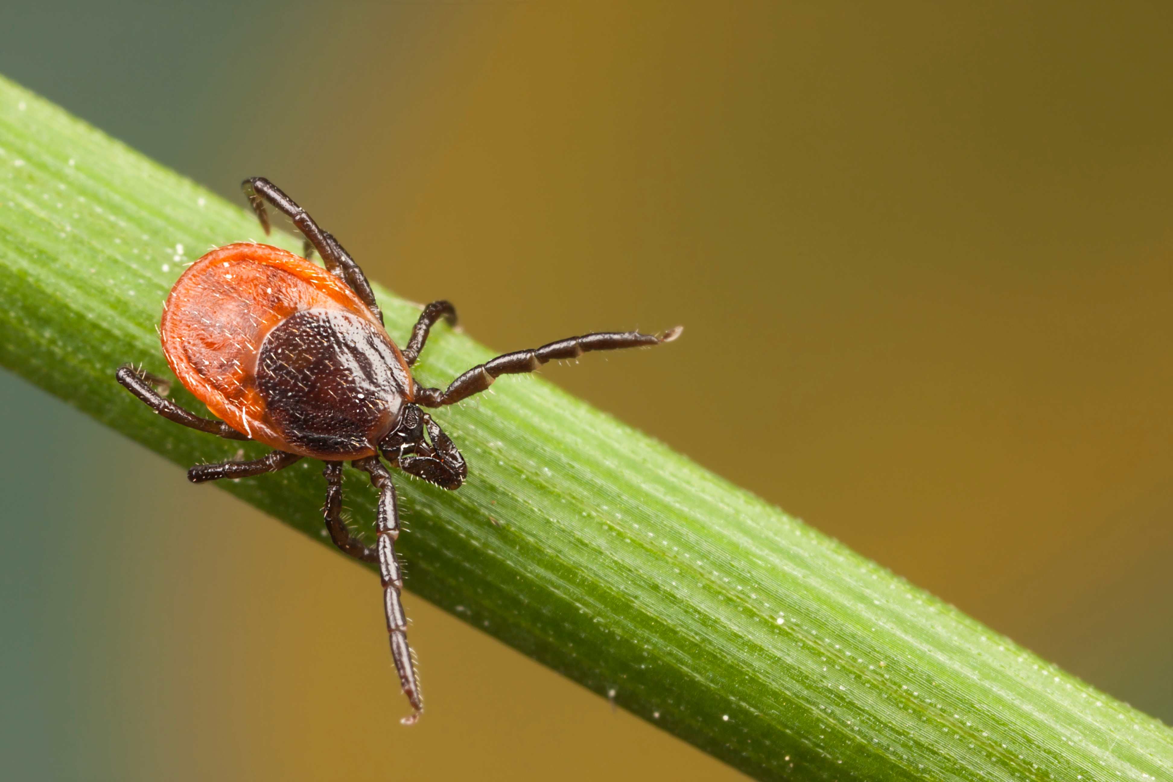 Tick on the stalk of a plant