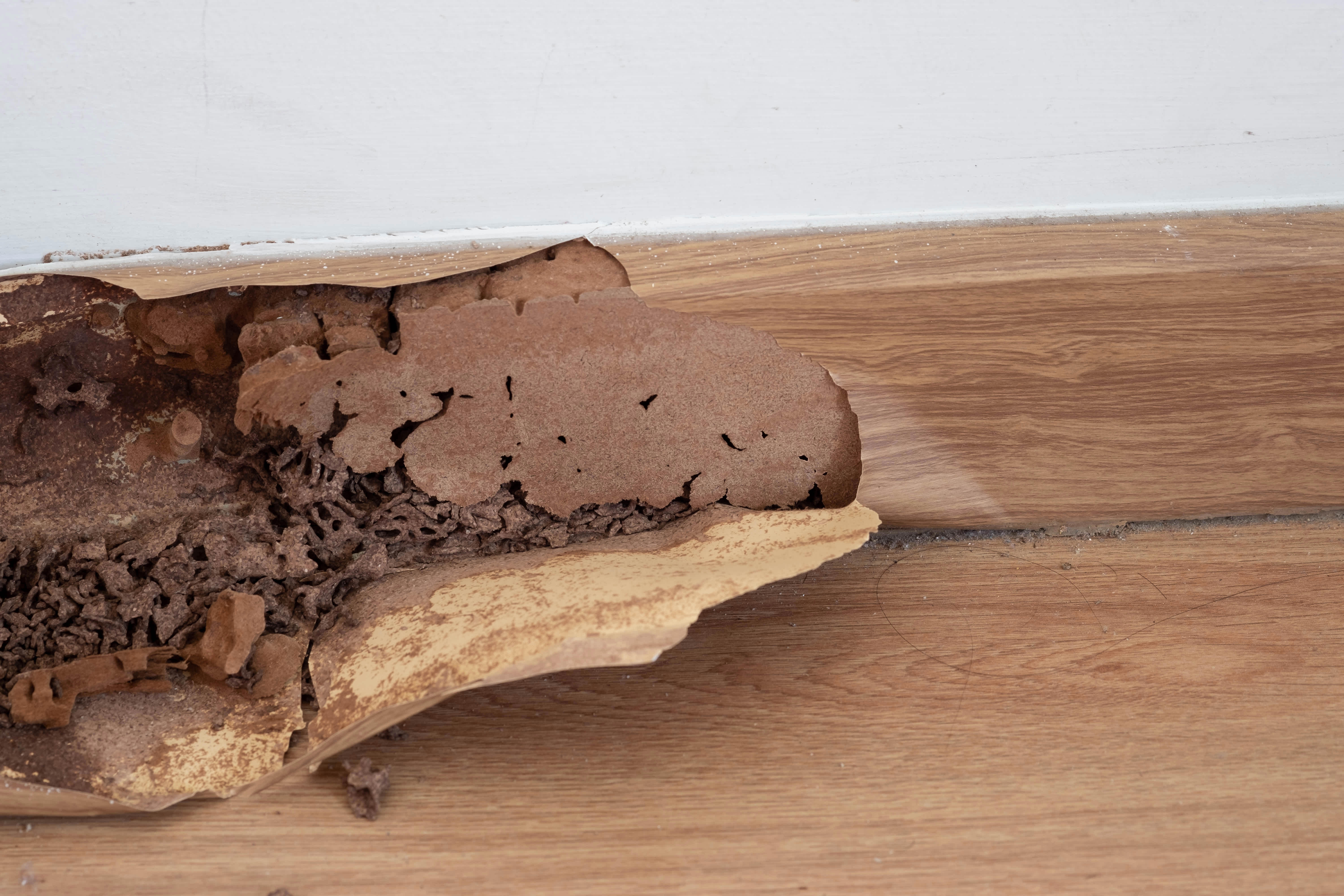 Peeling paint on a baseboard caused by termites