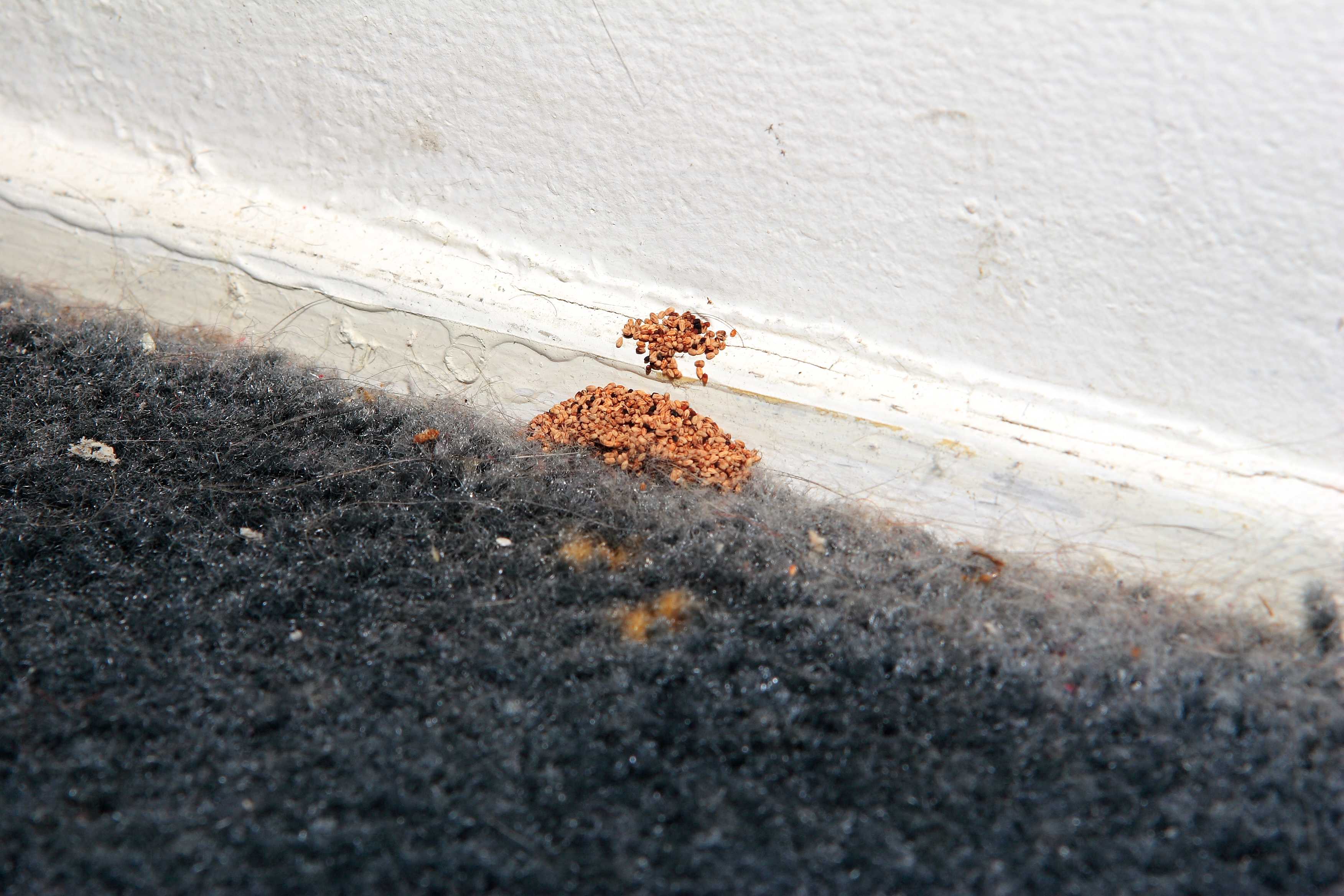 Pile of termite droppings next to a baseboard