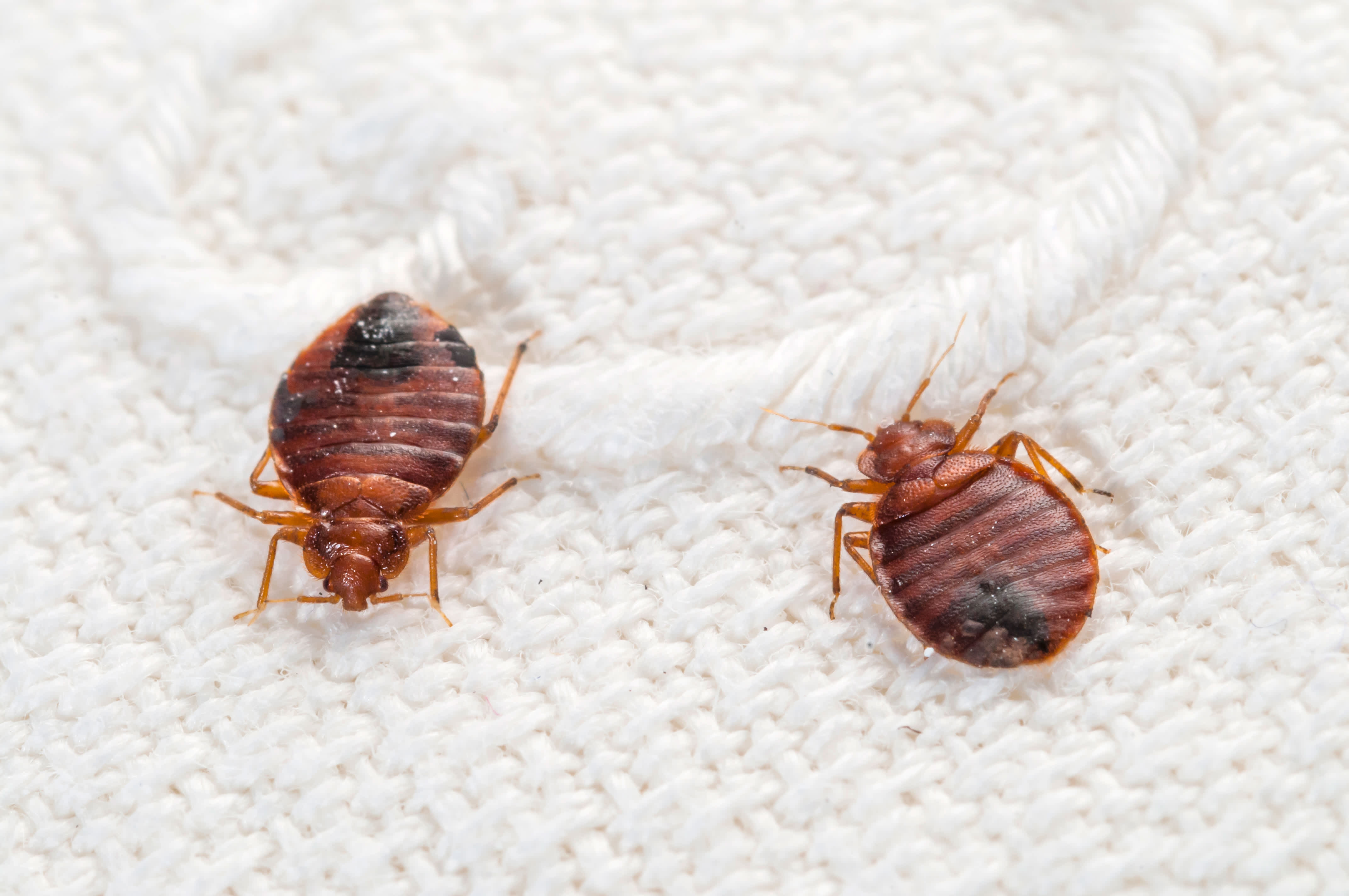 Bed bugs on a white woven bed cover
