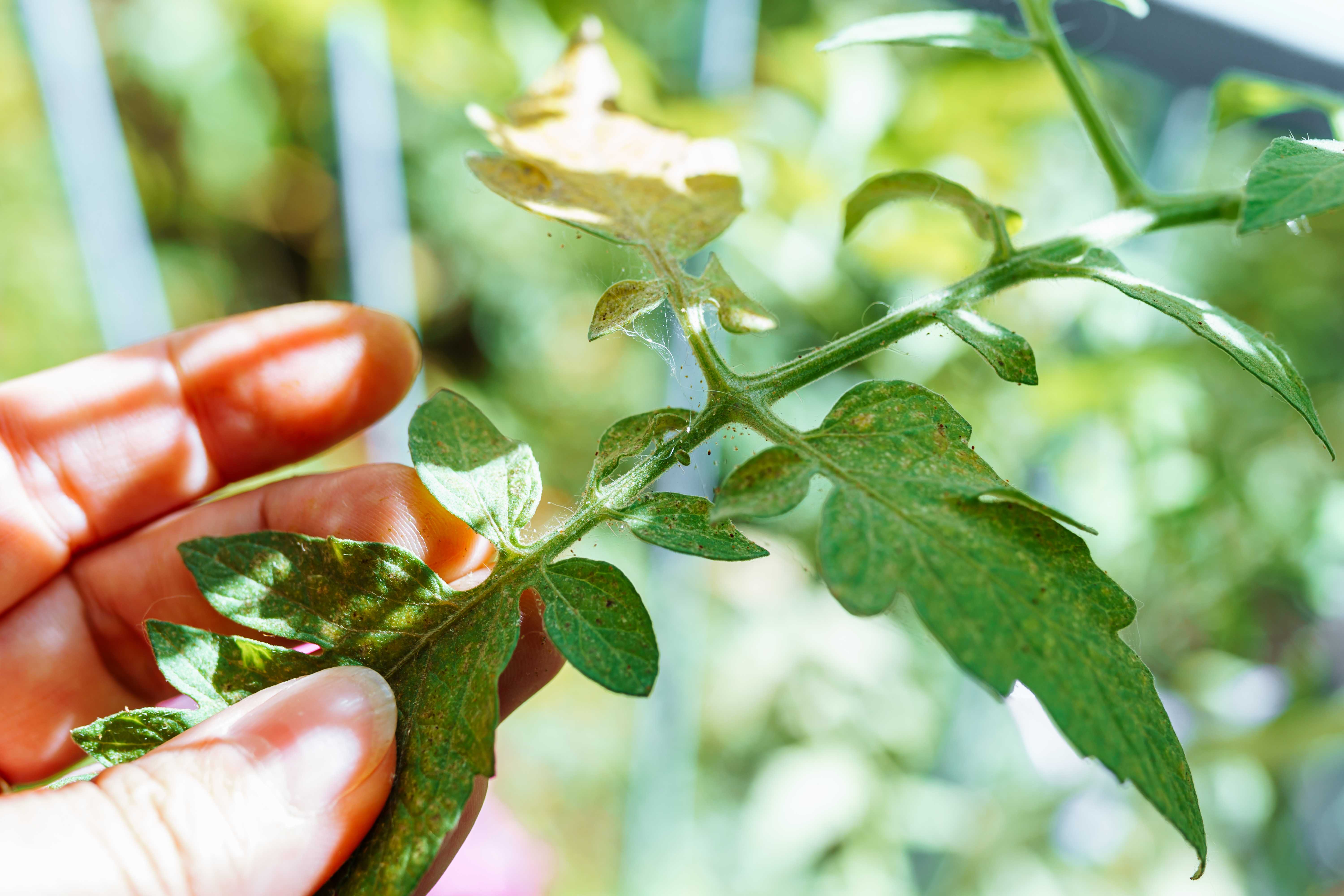 Spider mites on tomato leaves