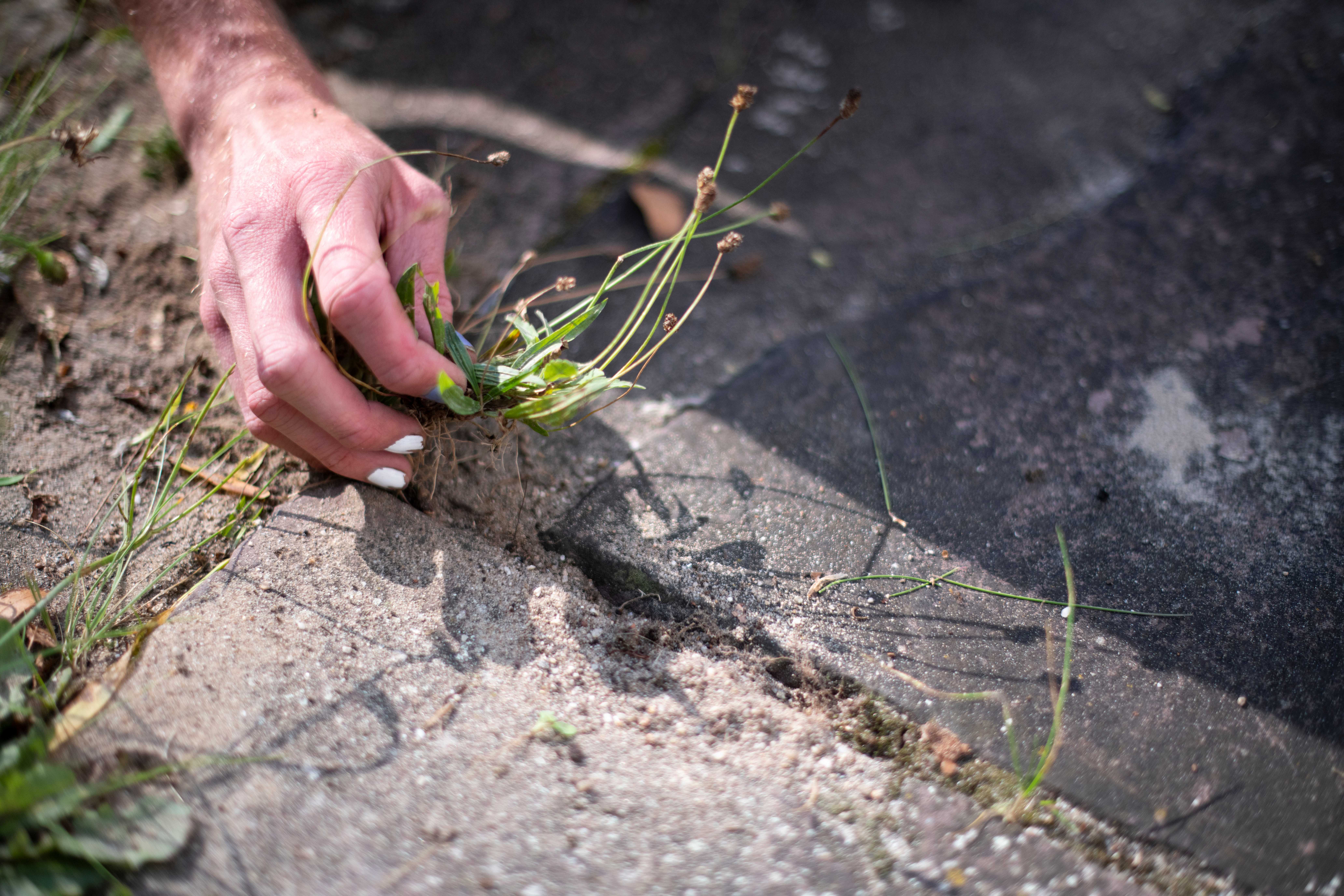 A woman pulling weeds from pavers
