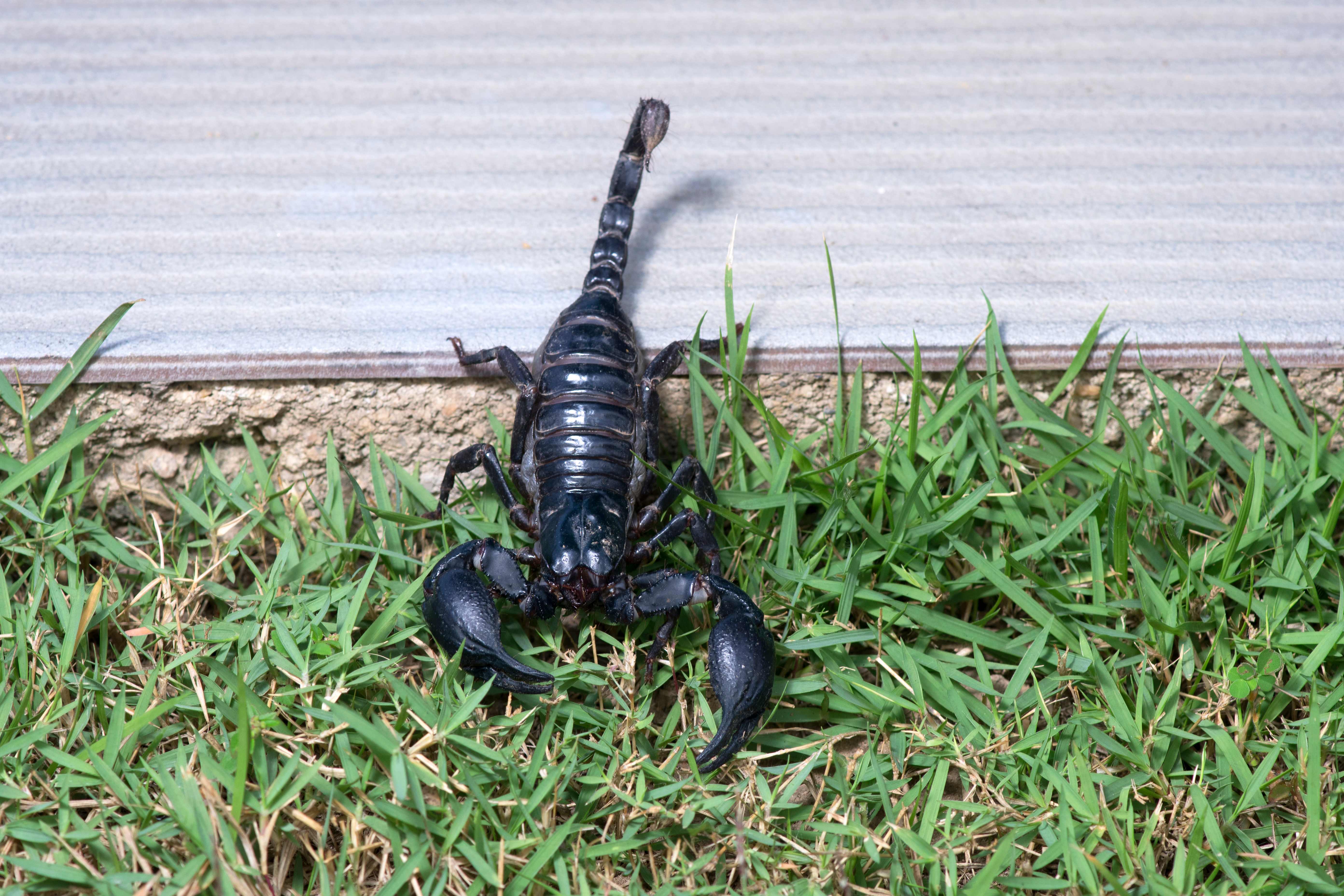 Close-up of a scorpion in a yard