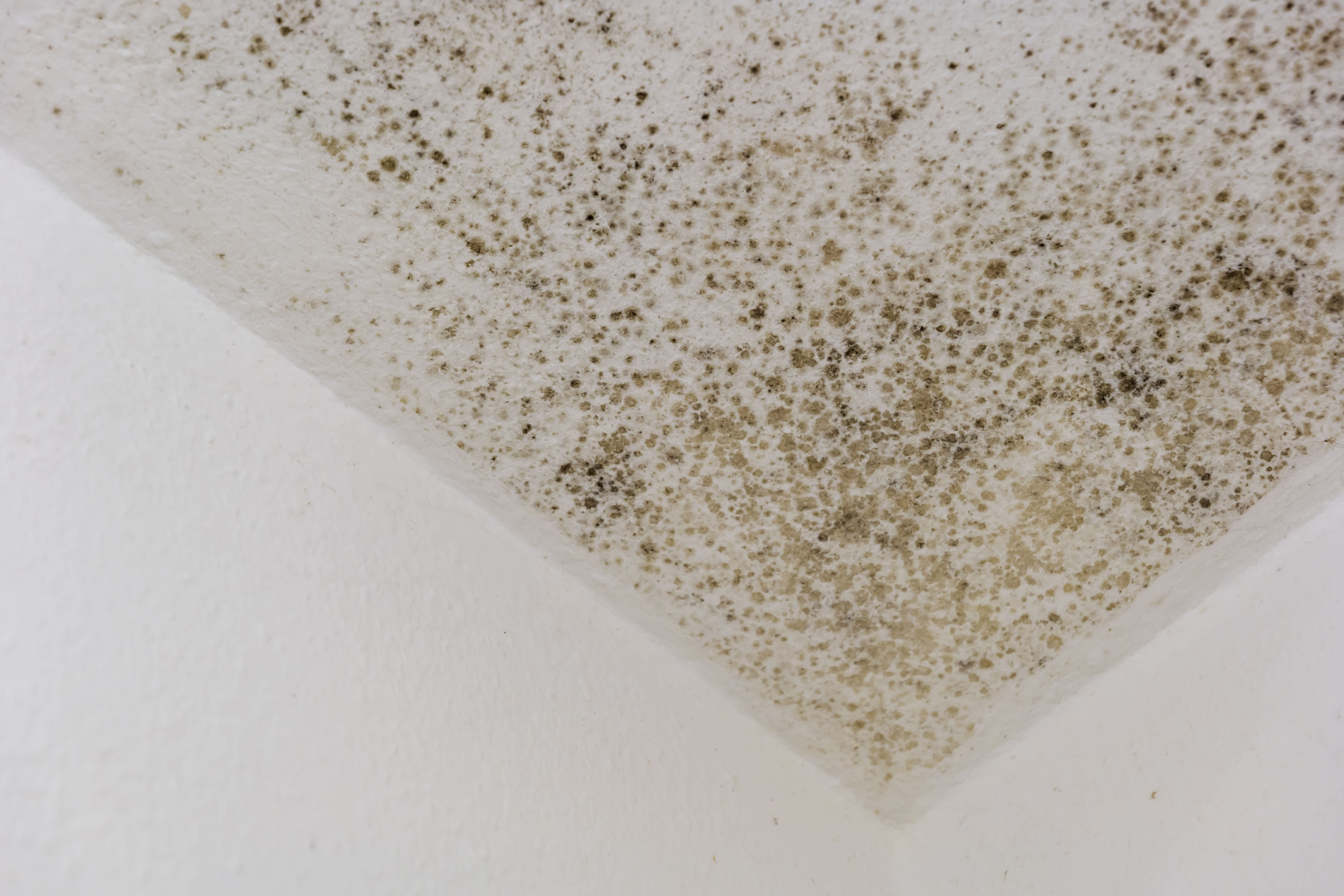 White ceiling with black mold