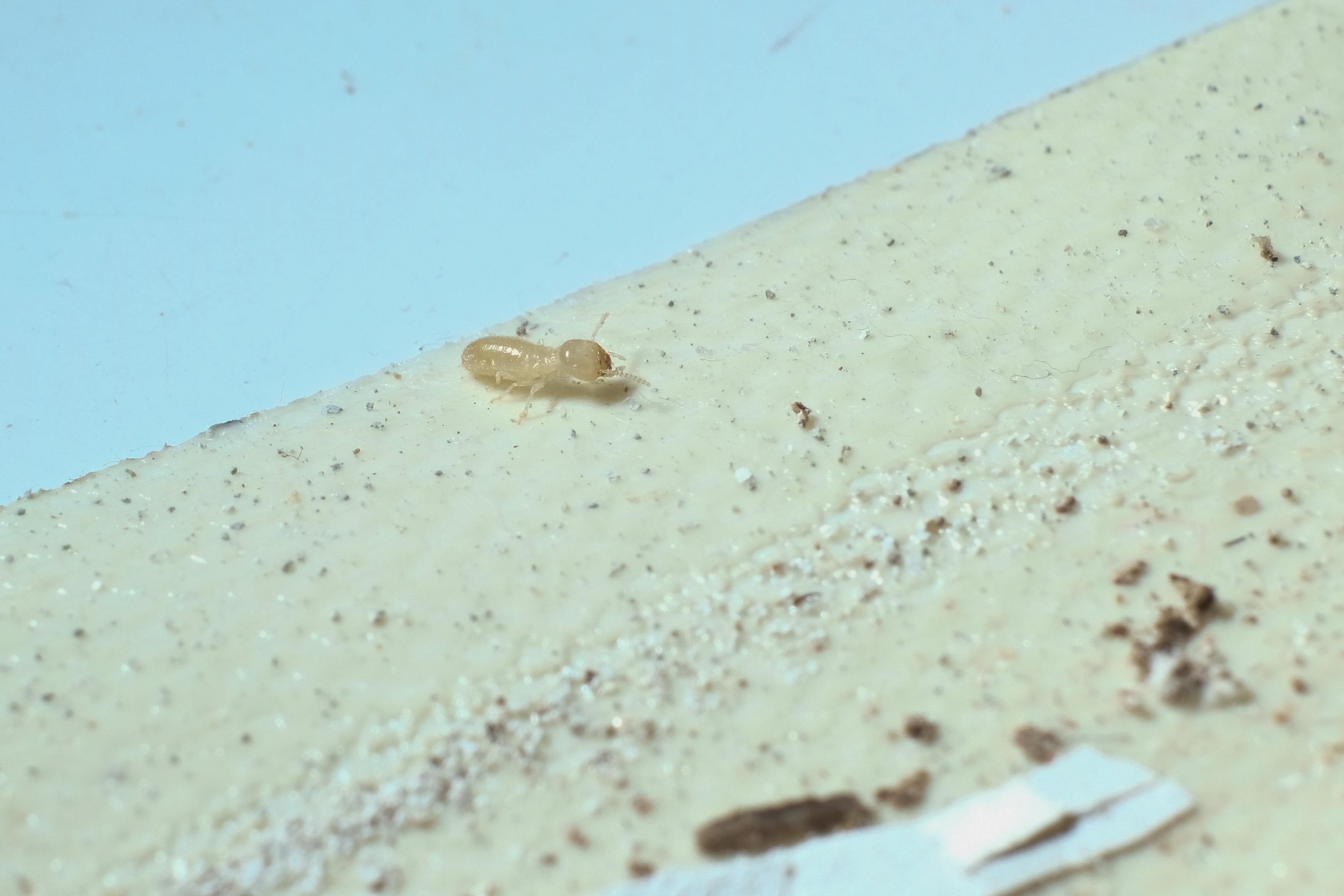 Termites on the ceiling of the house
