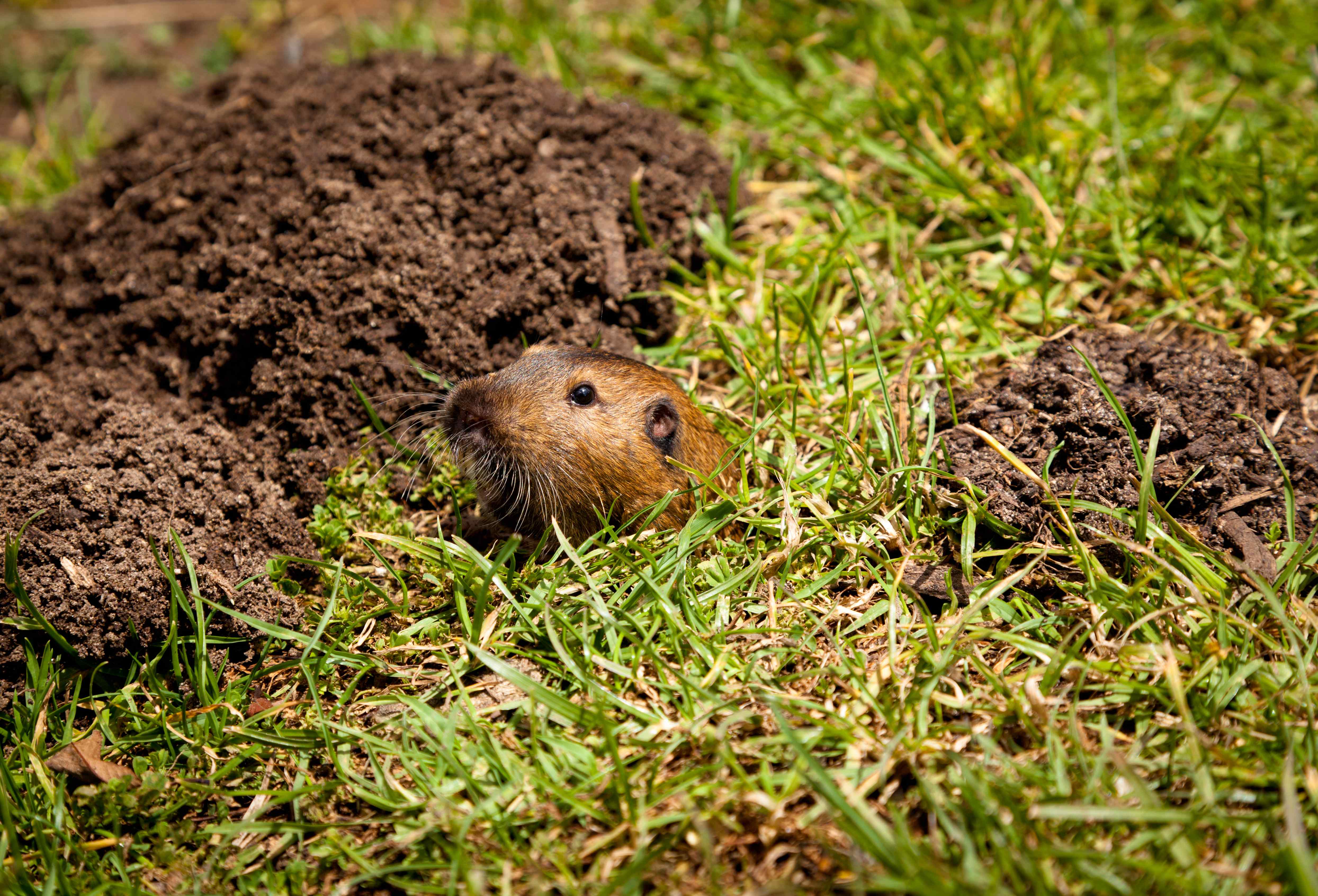 gopher poking out of hole