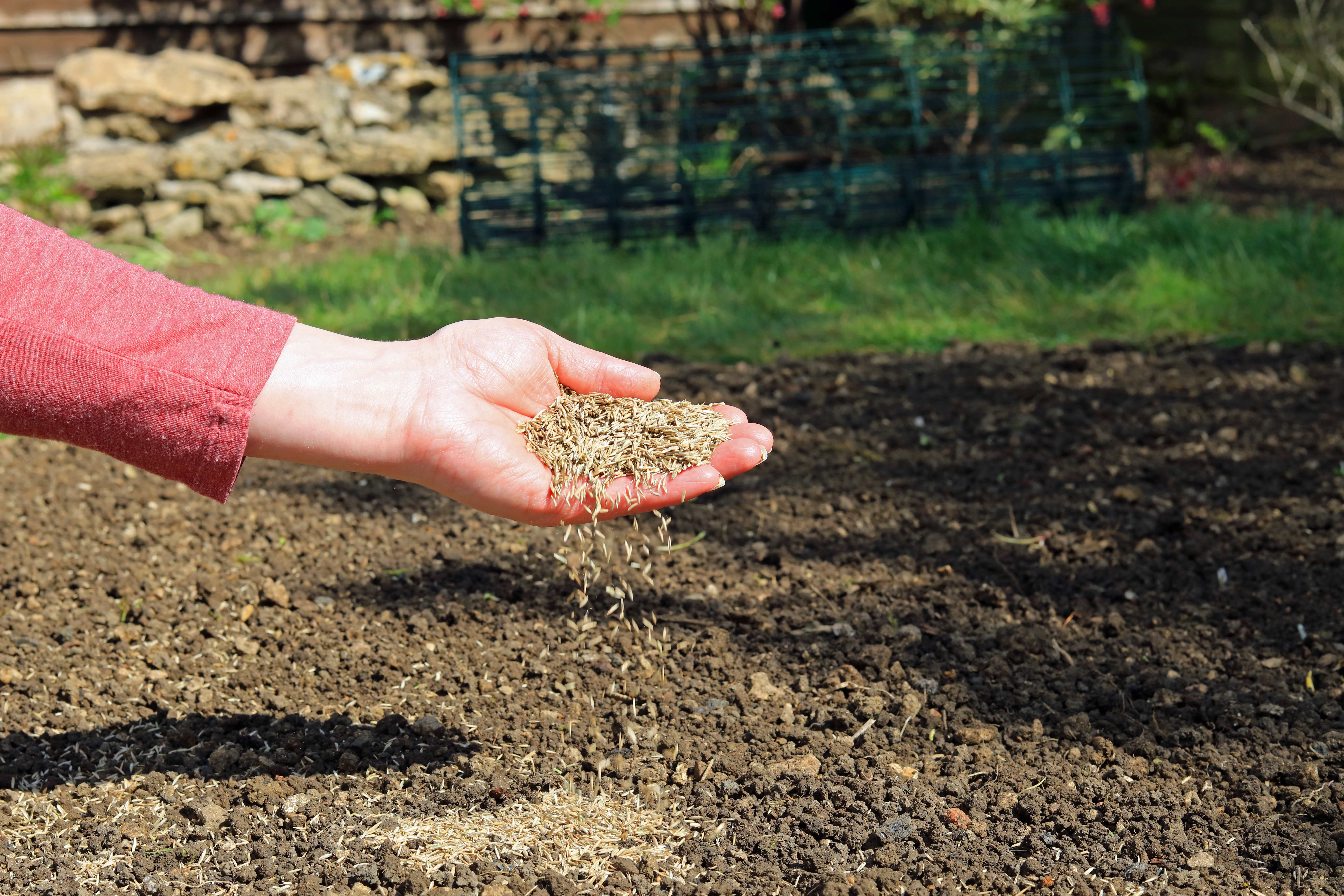 hand sowing grass seeds in patch