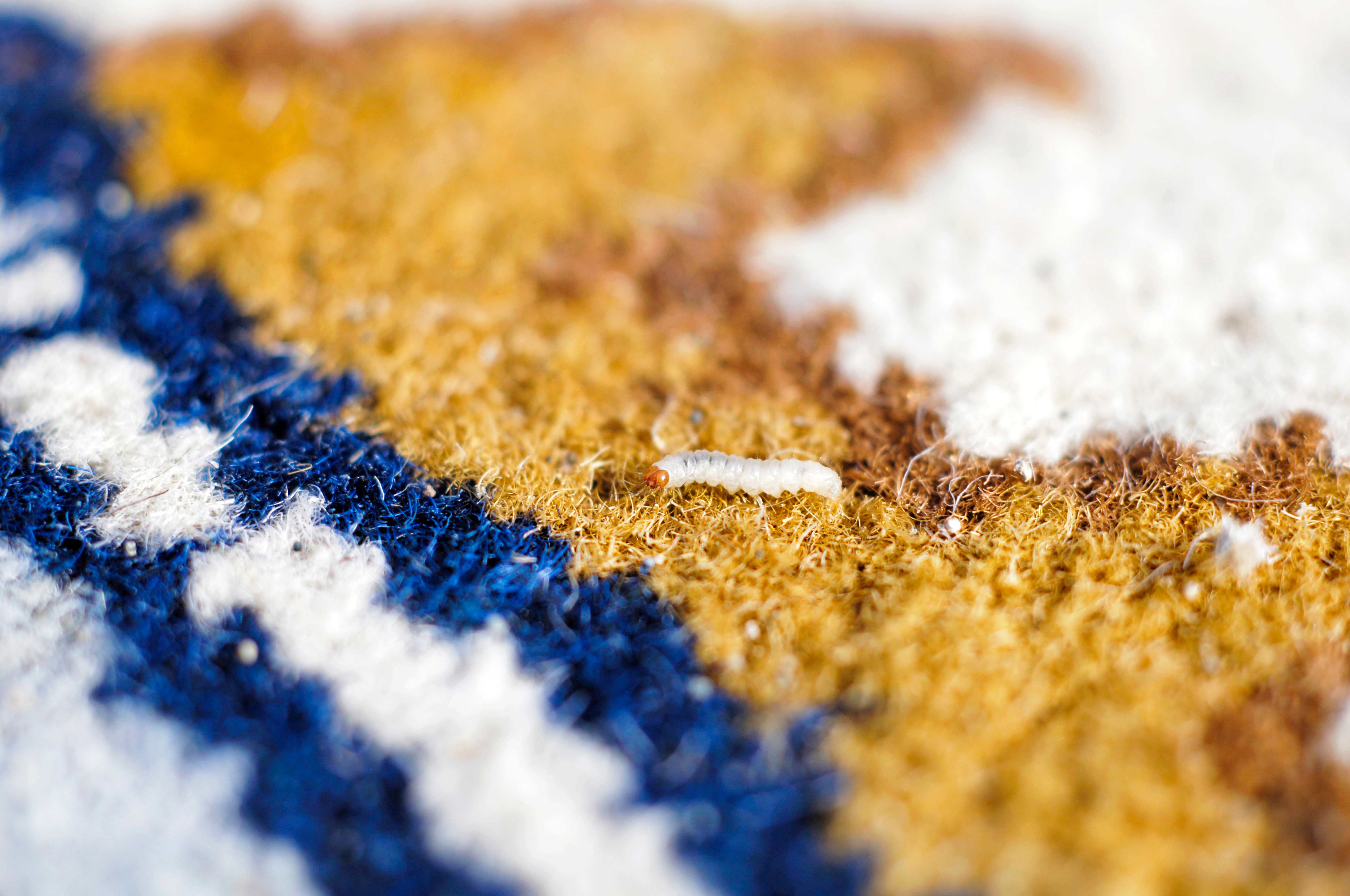 Close-up of a moth larva on a blue and yellow carpet