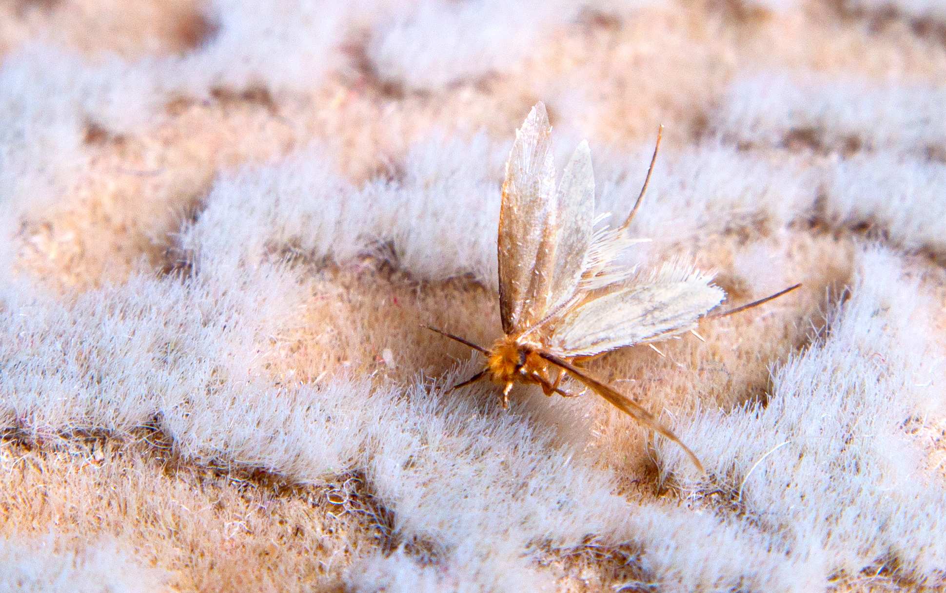 Moth eating a wool carpet
