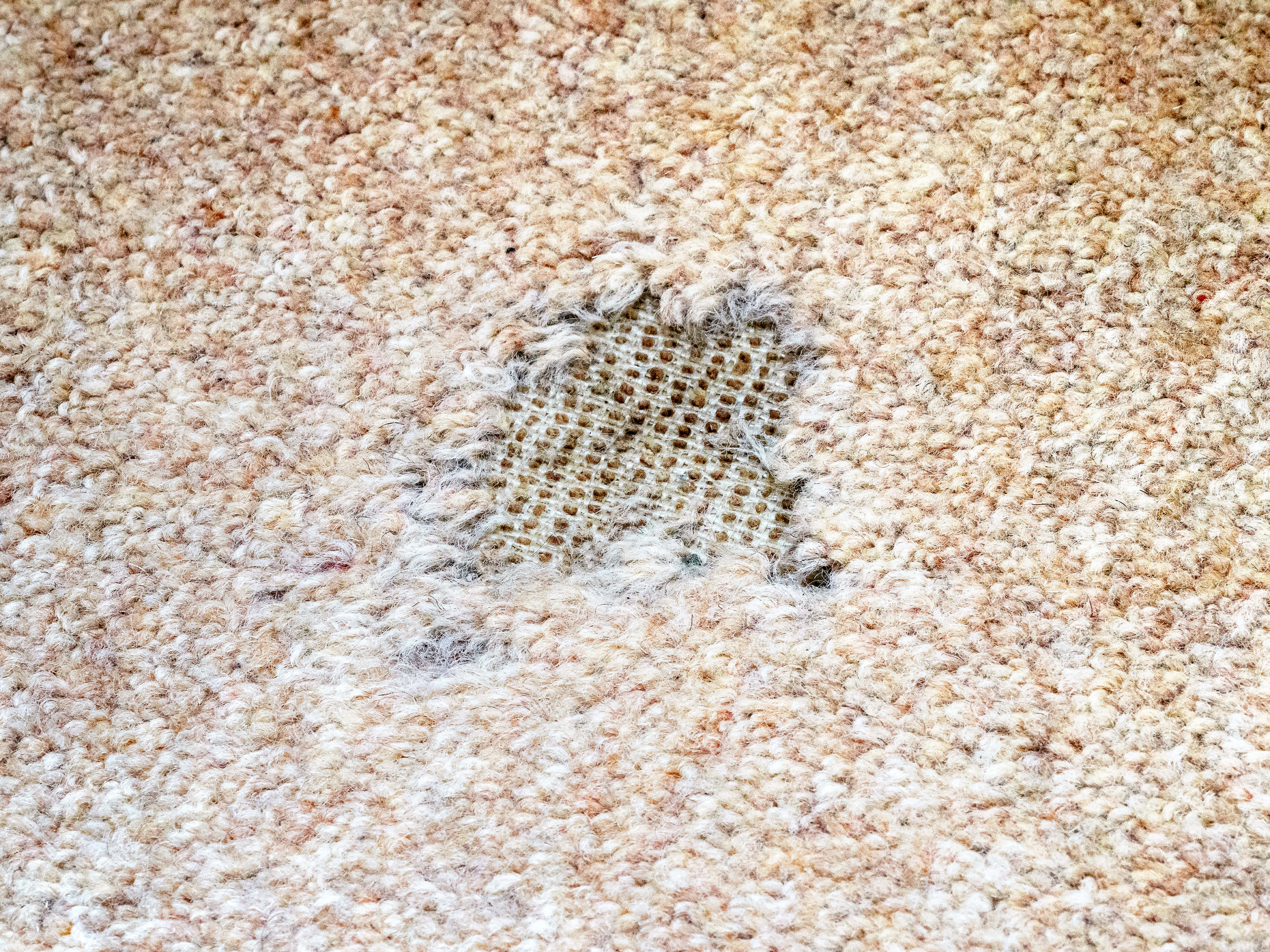 Carpet damaged by moth infestation
