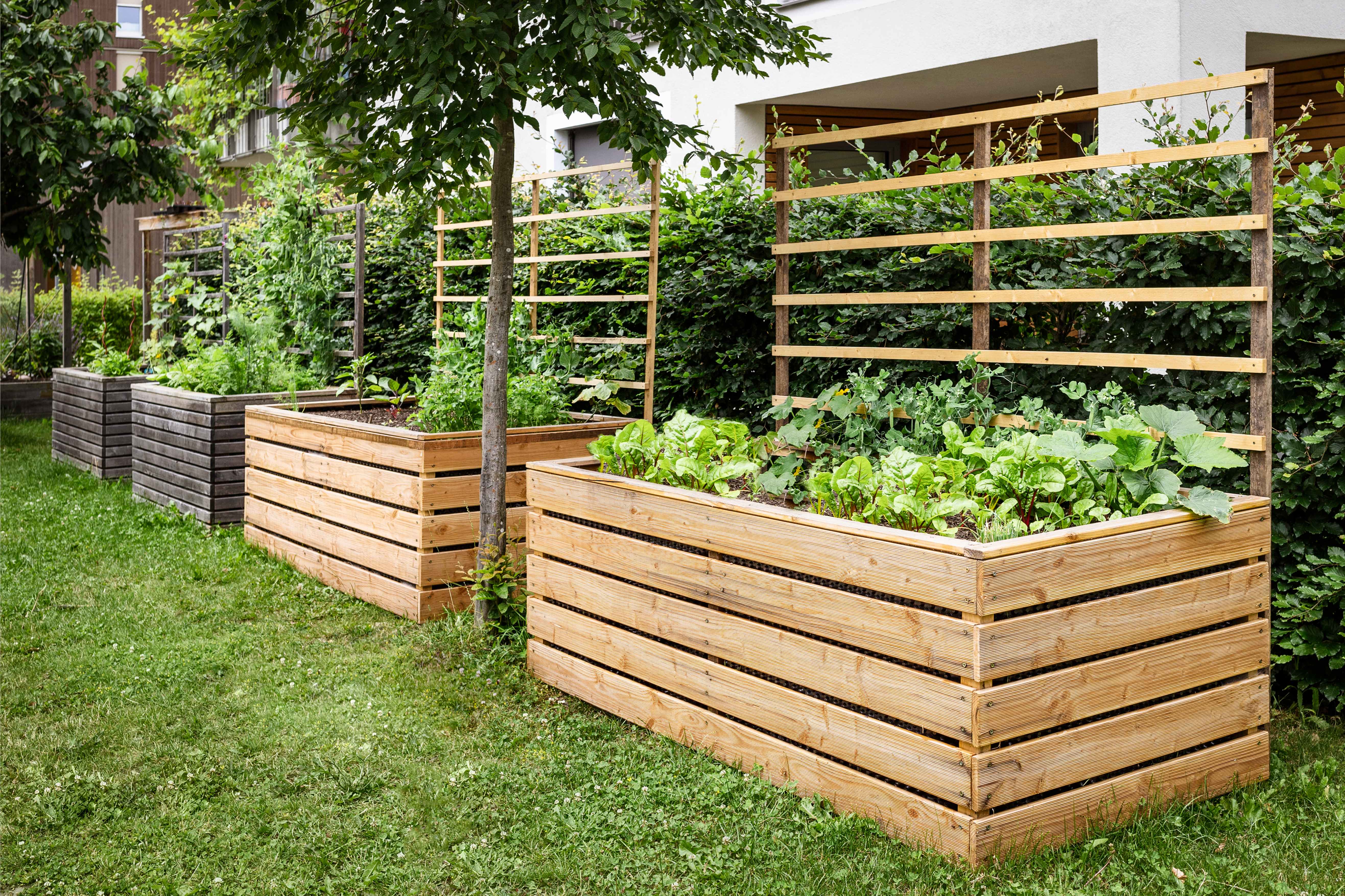 Tall garden beds for growing vegetables