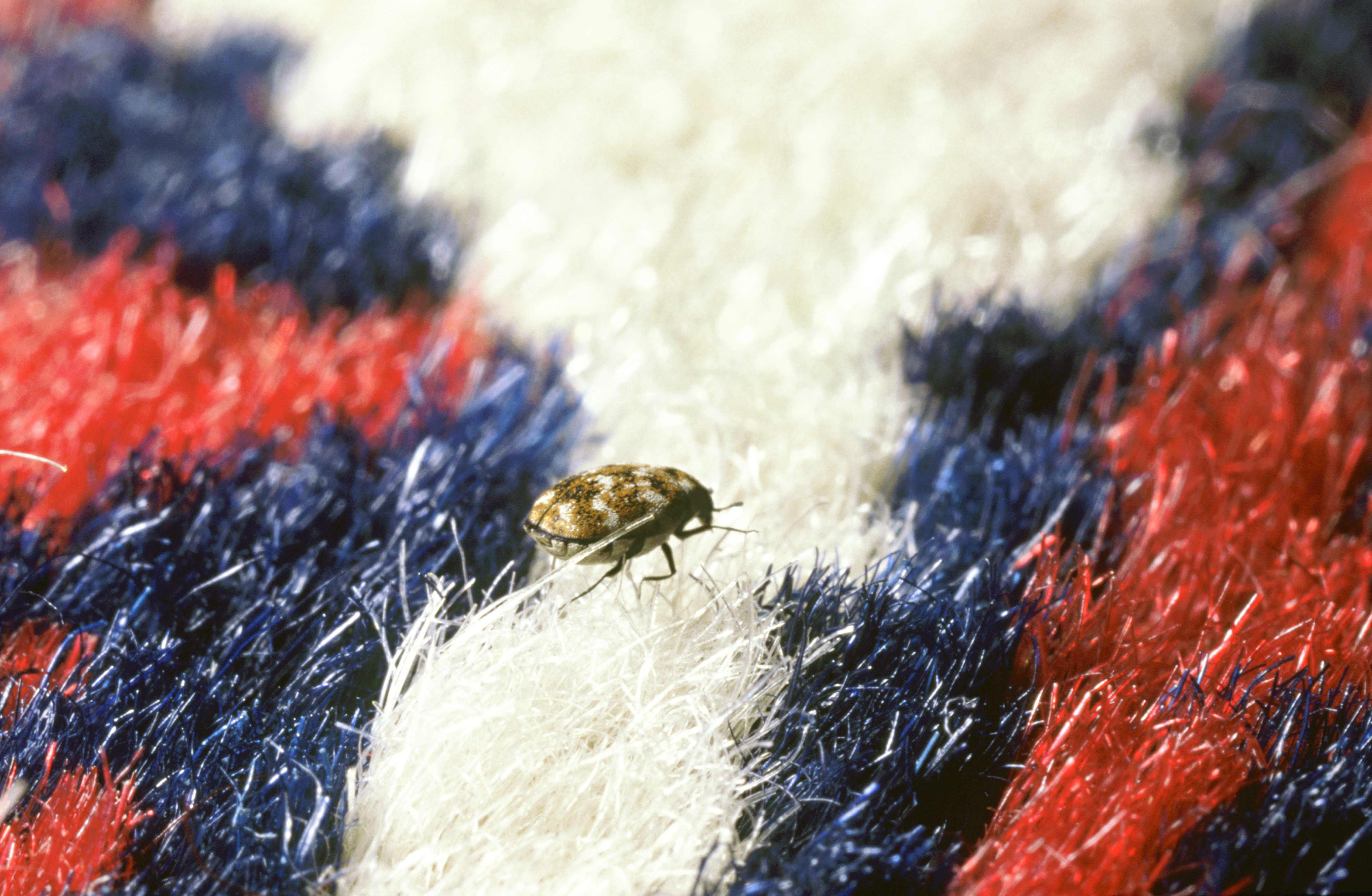Carpet beetle on a red and blue carpet