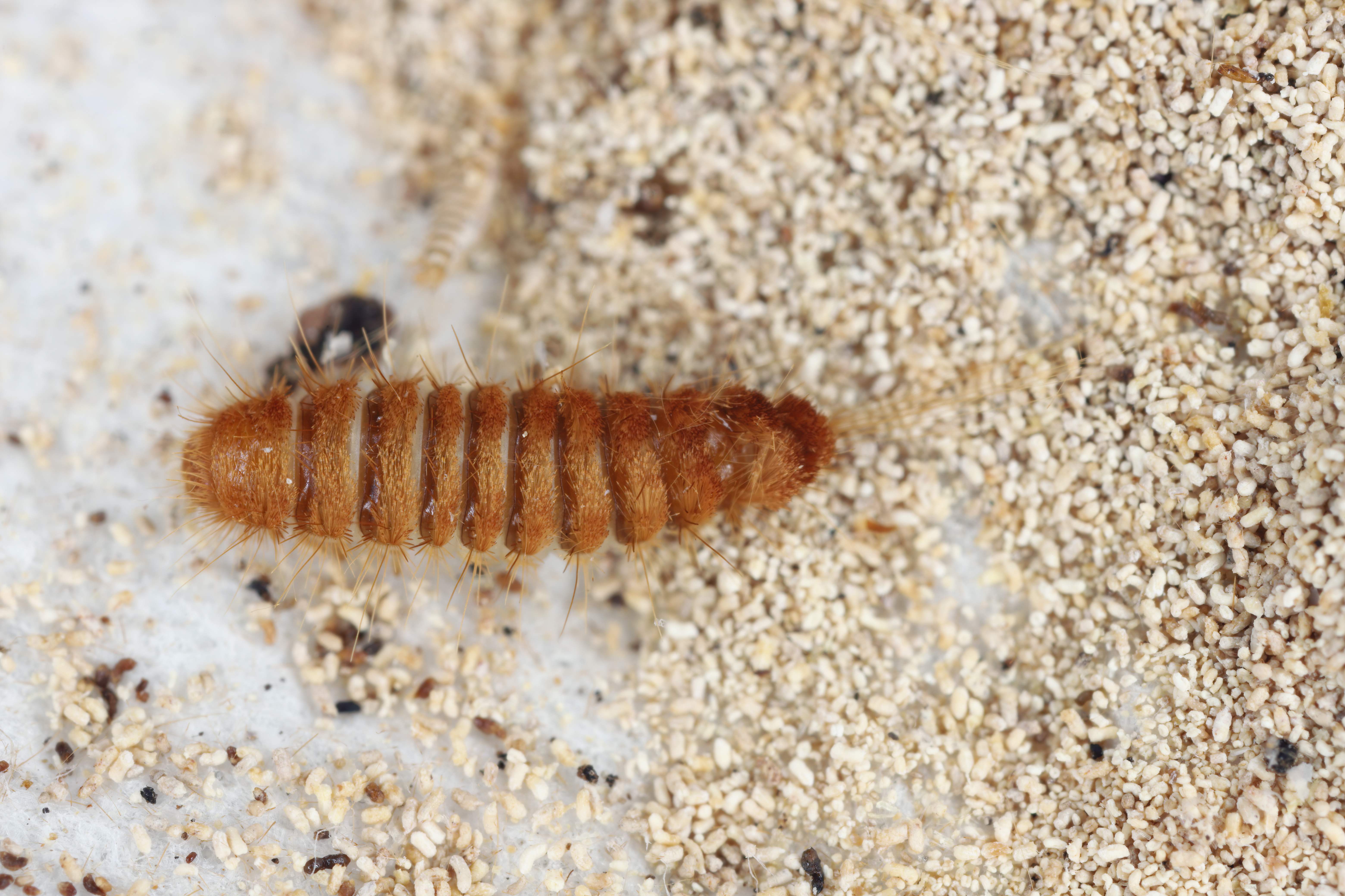 Close-up of a carpet beetle larva eating breadcrumbs