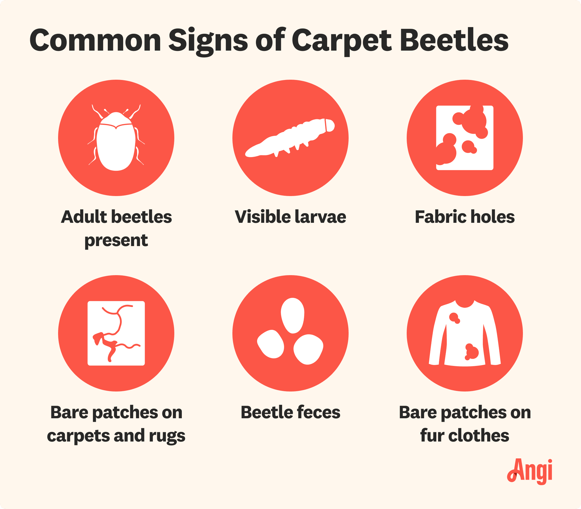 6 common signs of carpet beetles, including fabric holes, visible larvae, and bare patches on fur clothes