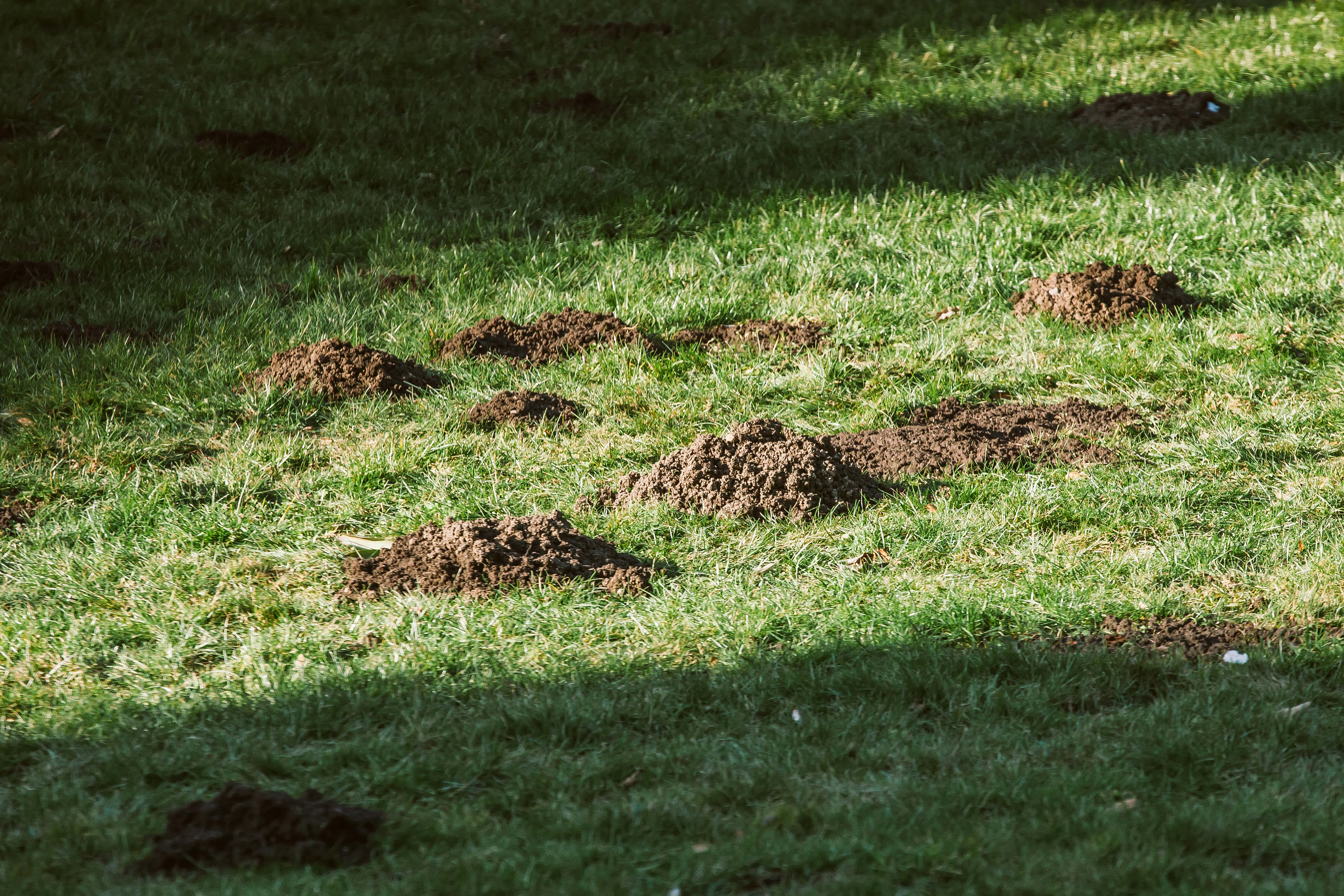 Plague of mole hills on the lawn