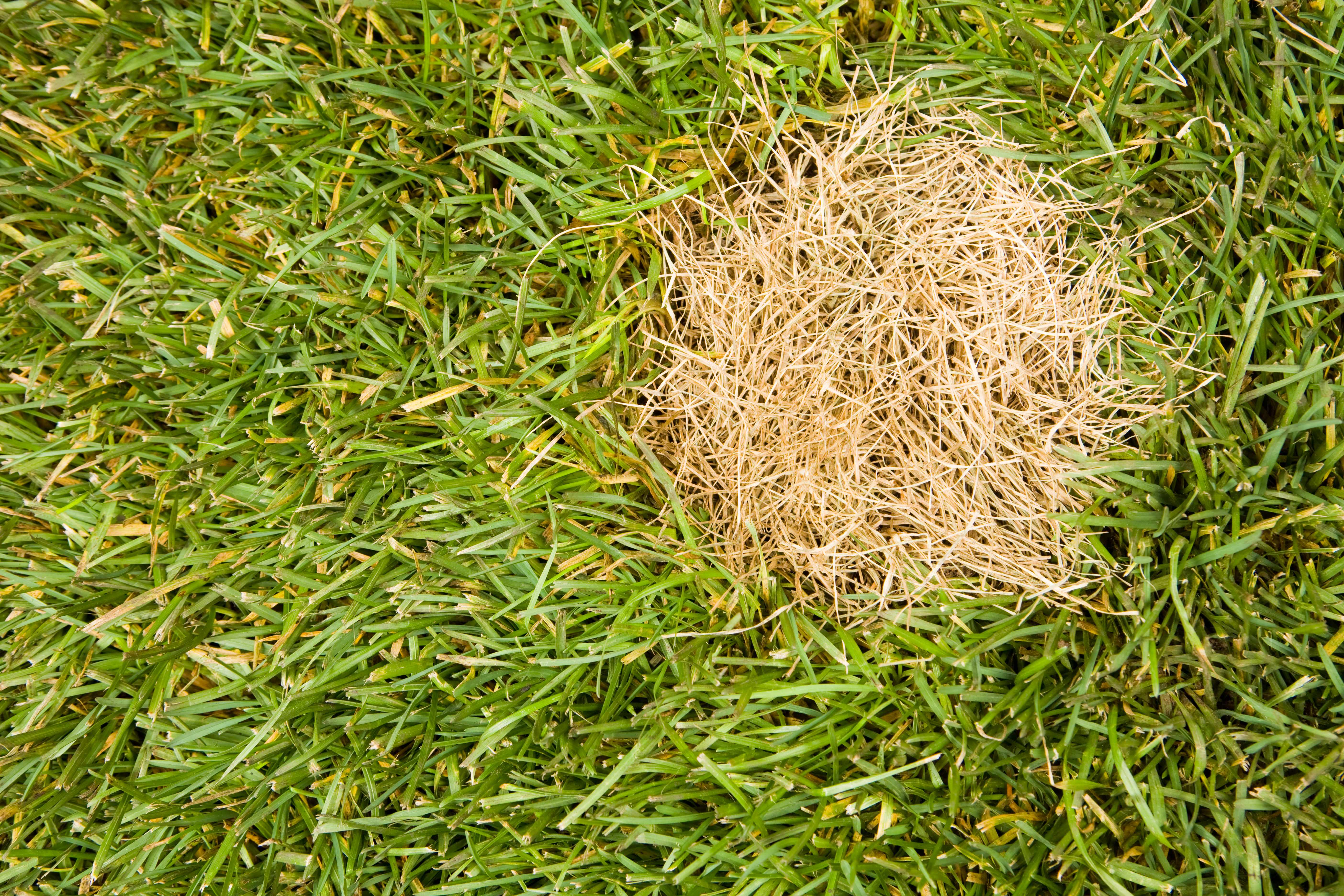 Patch of thinning grass