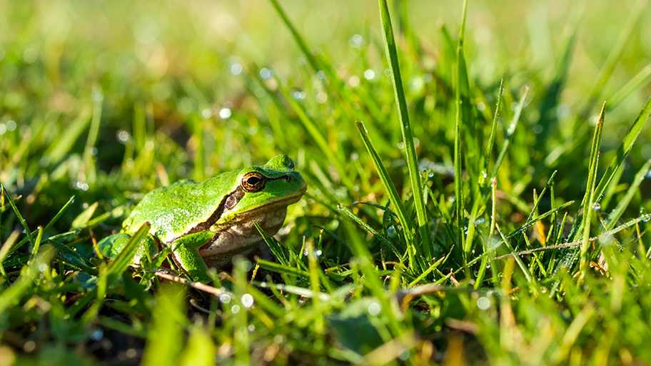A small, vibrant green frog with brown eyes sits in dew-kissed green grass under bright sunlight