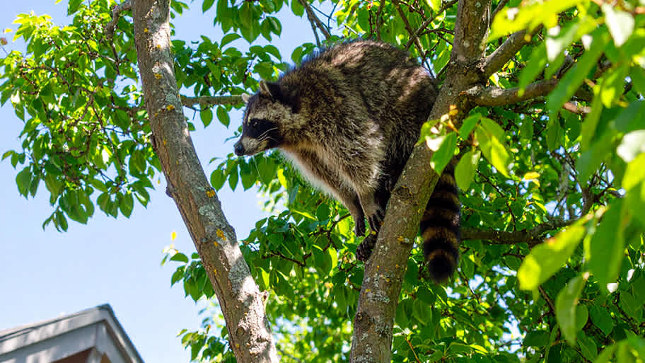 A raccoon climbs in a leafy tree on a sunny day, with part of a house roof visible in the background.