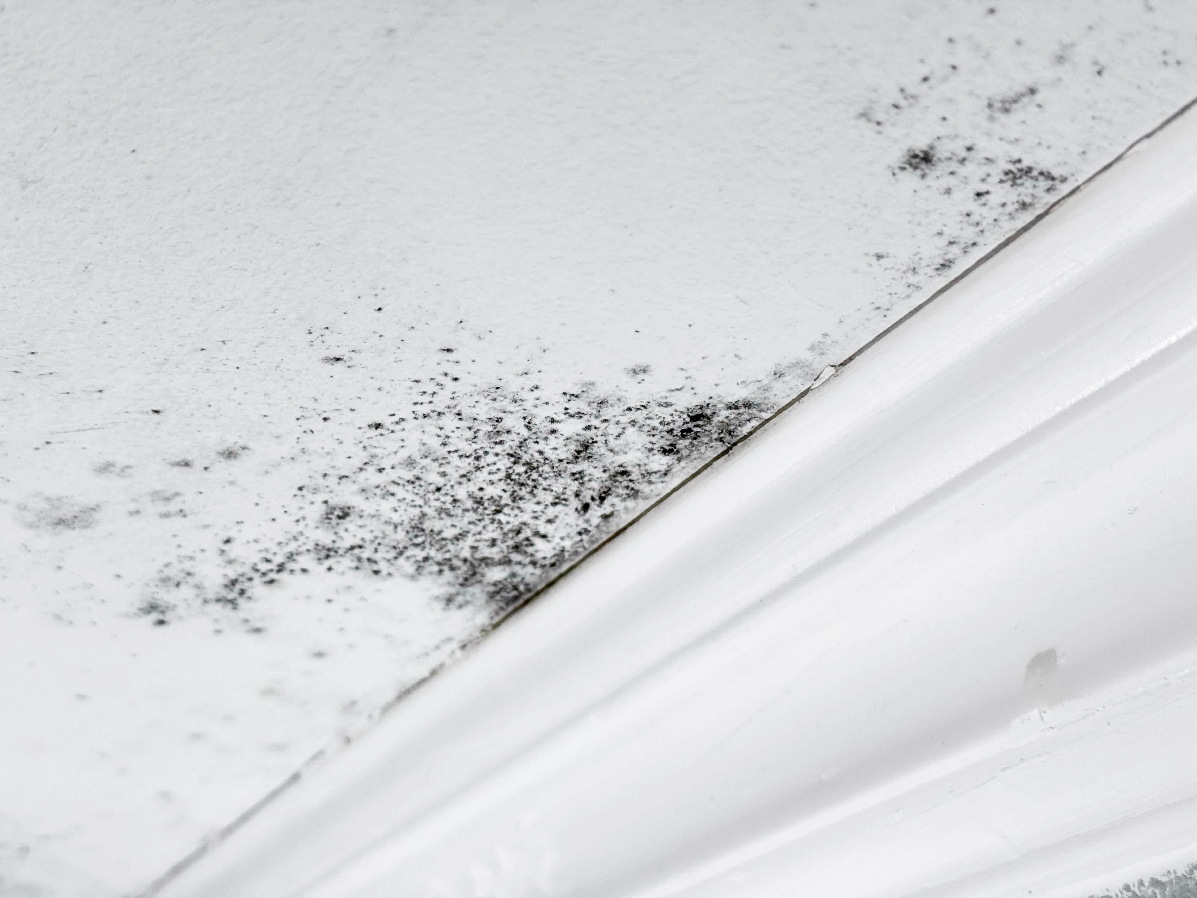 Mold on the ceiling