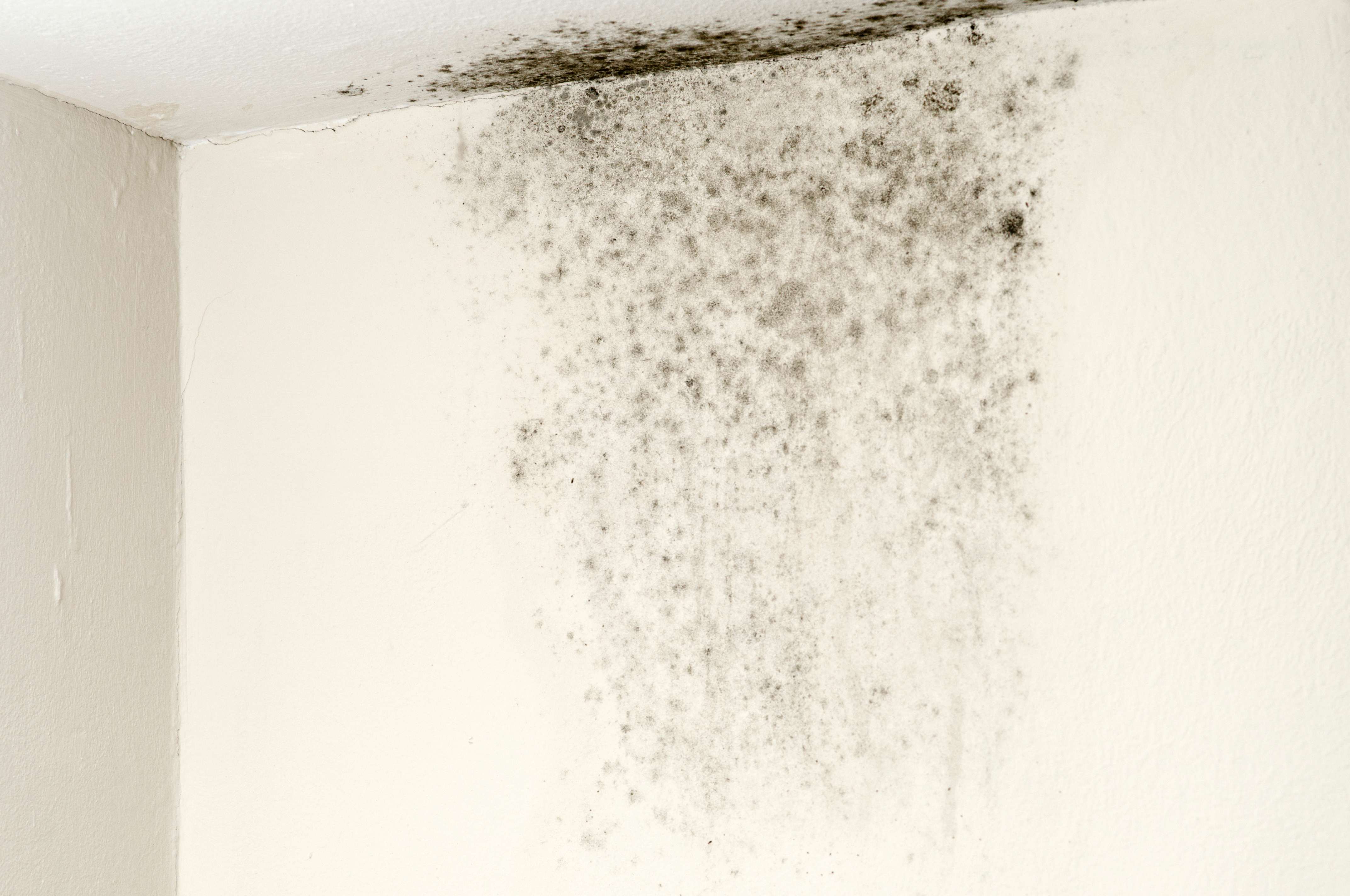 Black mold on ceiling